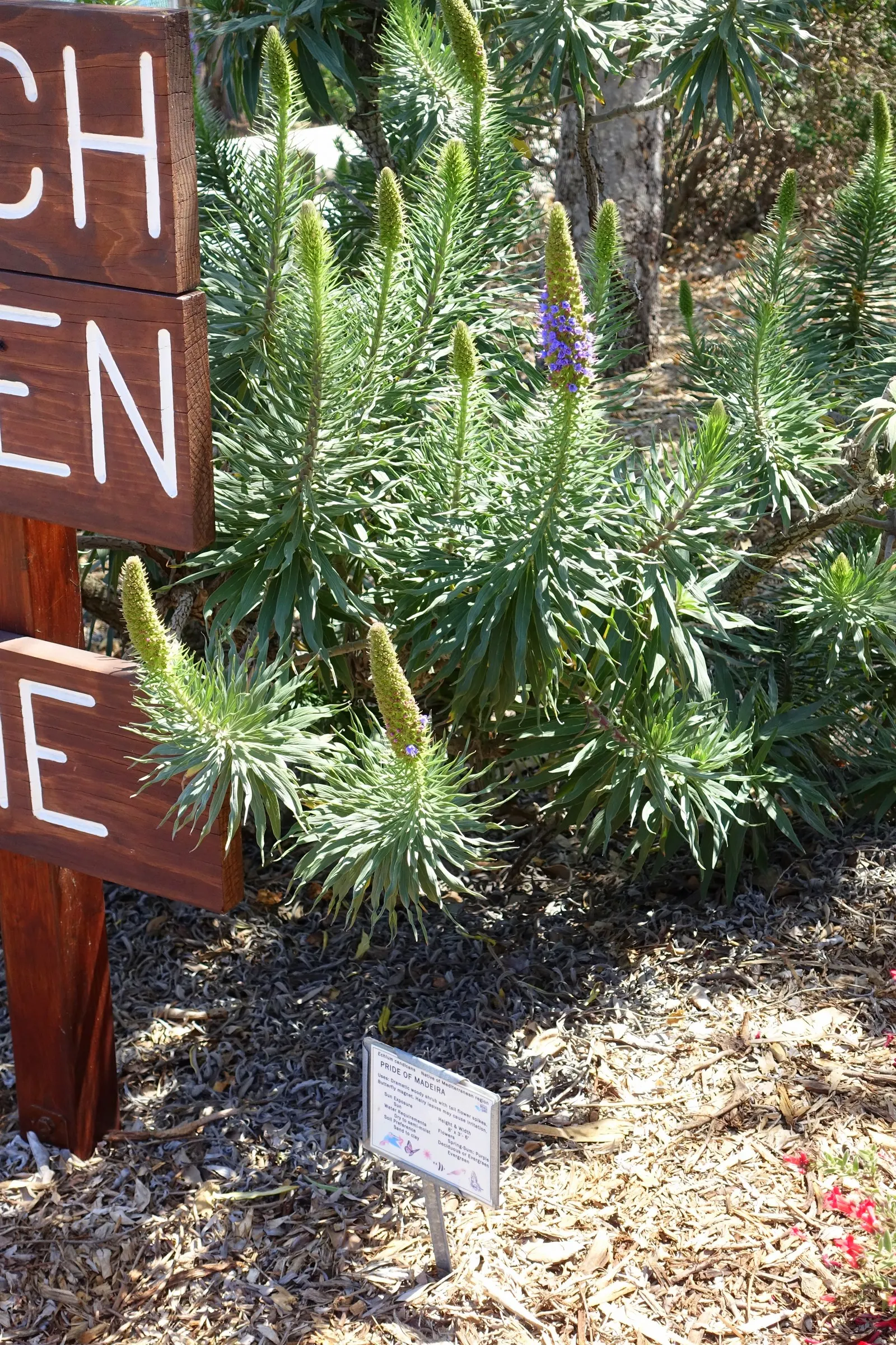 Pride Of Madeira (Echium Candicans) — is the dense clusters of tiny flowers that form conical spikes ranging from 1 to 2 feet tall