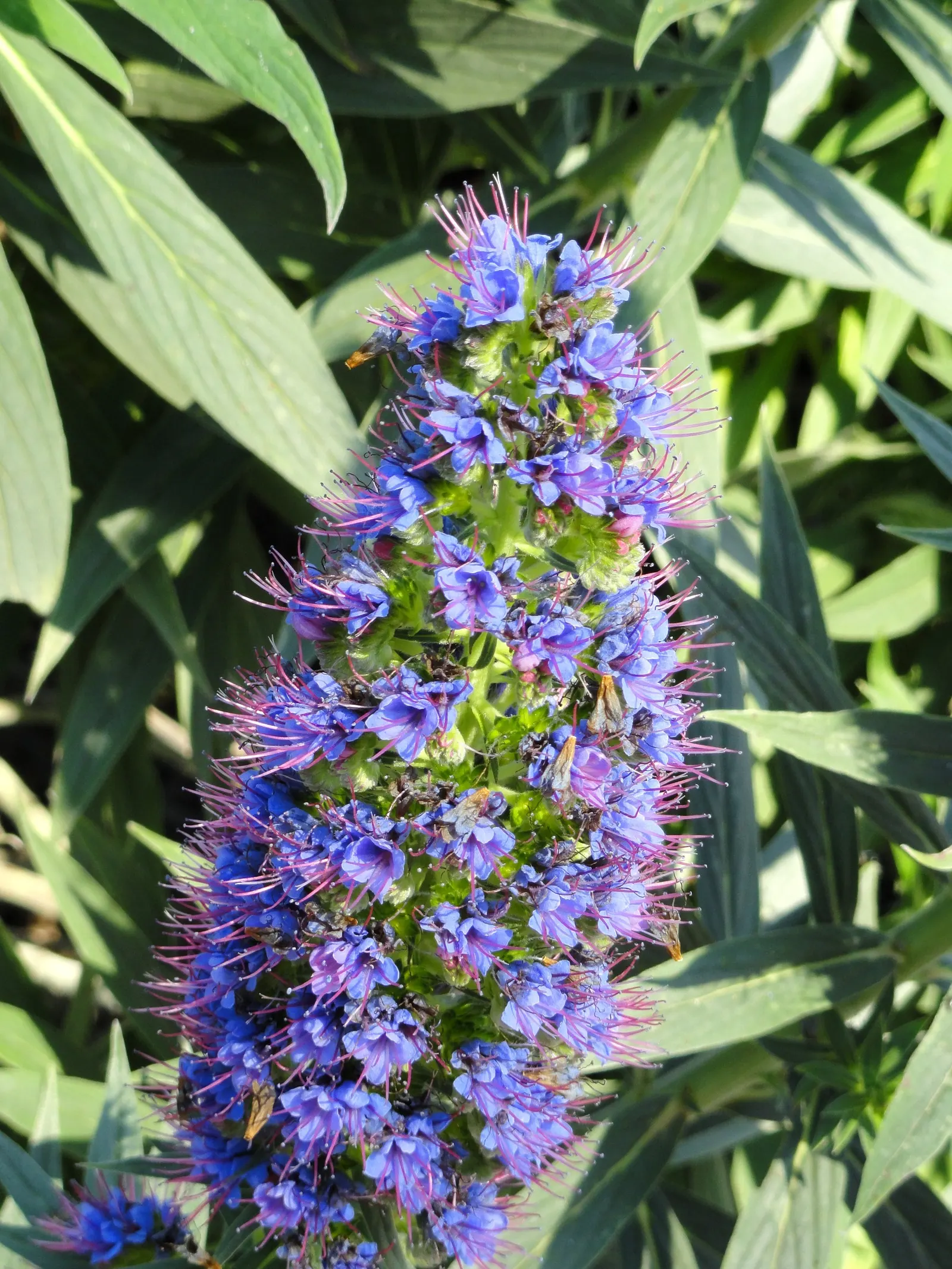 Pride Of Madeira (Echium Candicans) — perfect for xeriscapes and coastal settings; including the possibility of it becoming invasive in certain climates