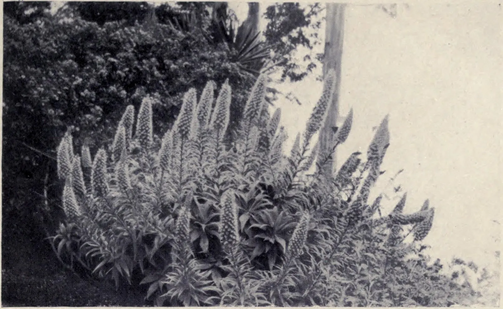 Pride Of Madeira (Echium Candicans) — shrub for full or half
