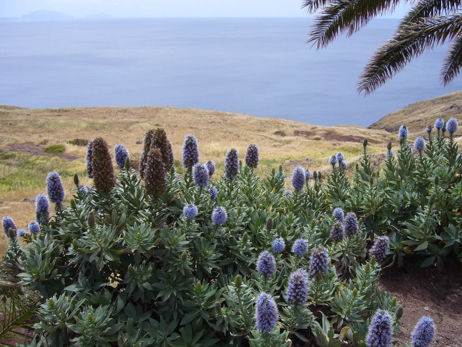 Pride Of Madeira (Echium Candicans) — is the dense clusters of tiny flowers that form conical spikes ranging from 1 to 2 feet tall, image 44
