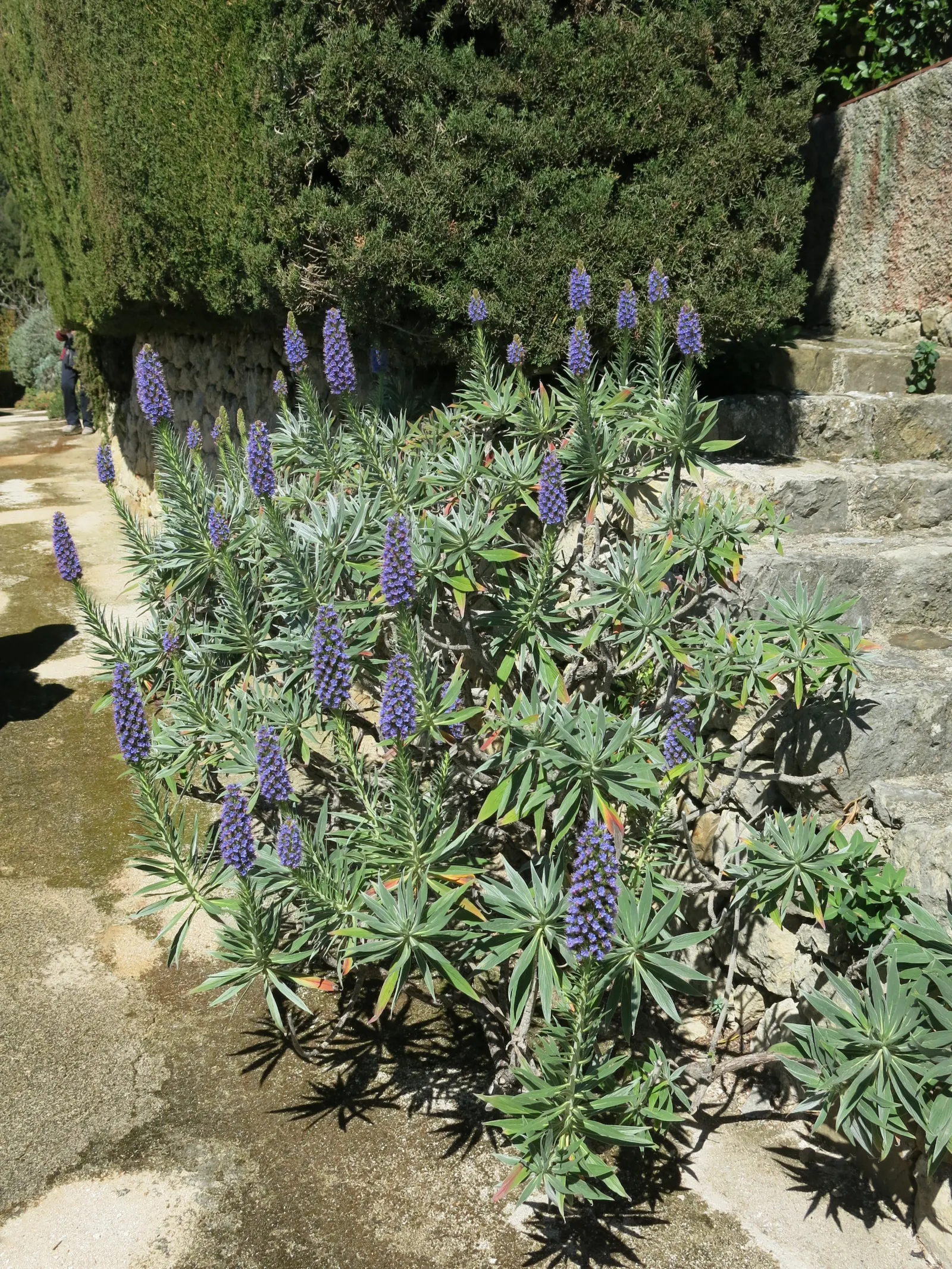 Pride Of Madeira (Echium Candicans) — silvery-green leaves that span up to 2 feet