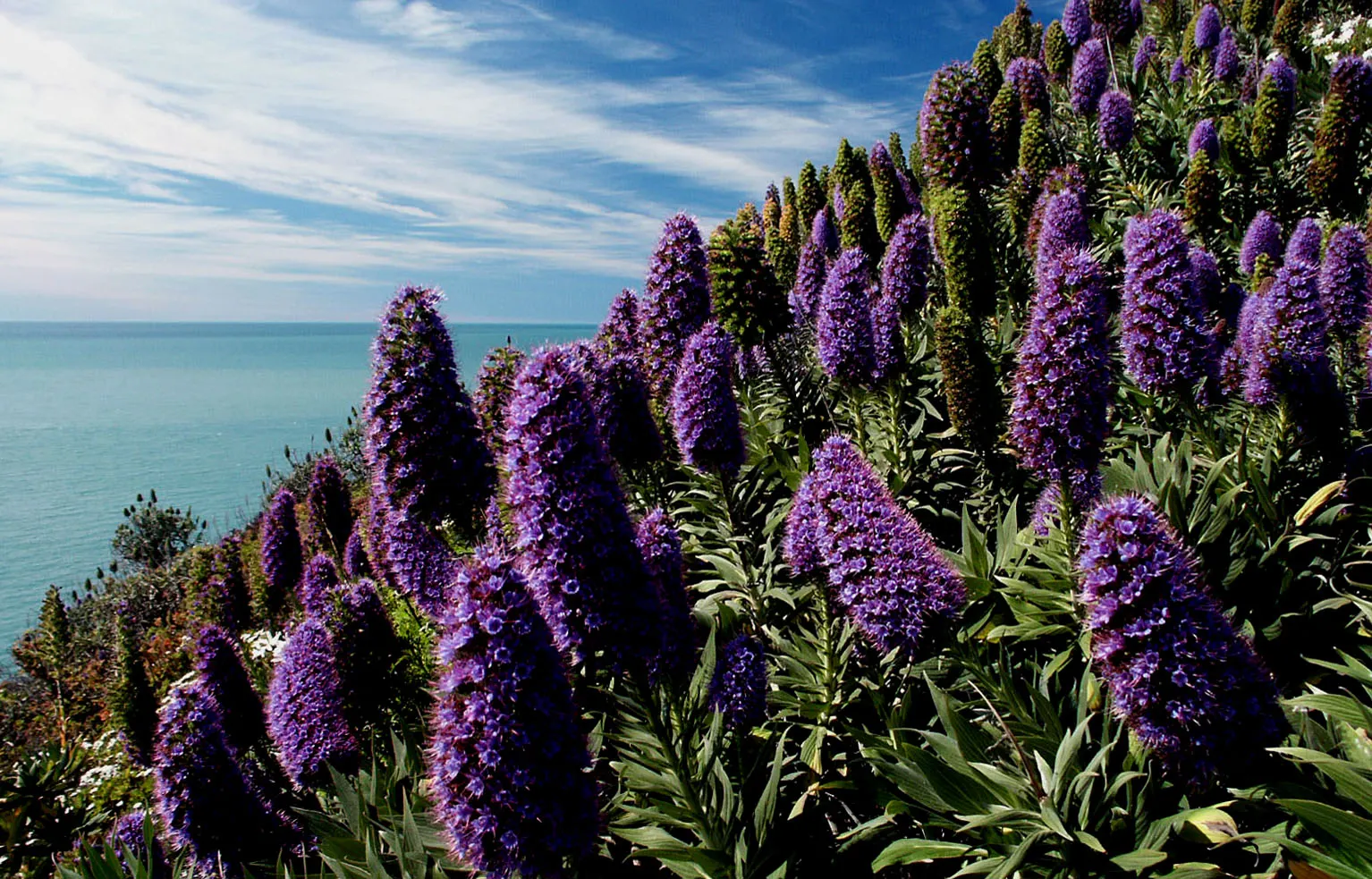 Pride Of Madeira (Echium Candicans) — sprawling habit that requires ample space; consider its potential to self-seed and spread, image 70