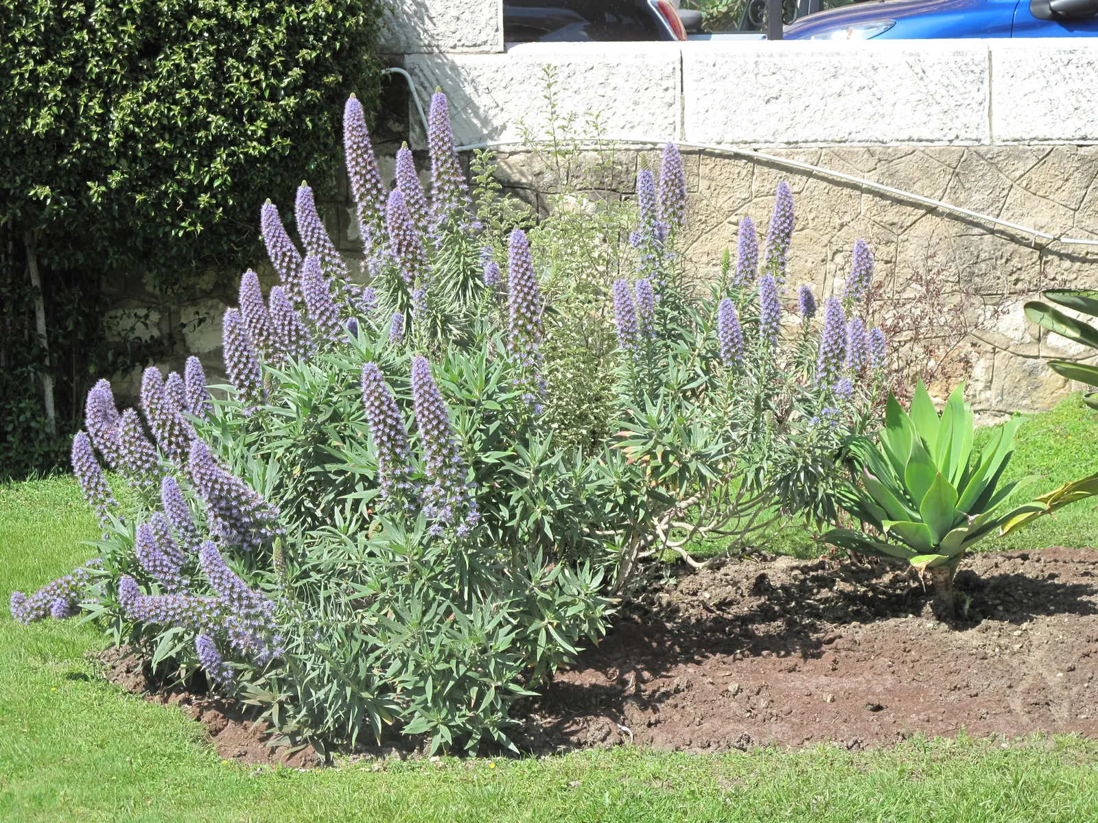 Pride Of Madeira (Echium Candicans) — silvery hairs which augment its striking silhouette against the landscape.<br><br>The most prominent feature, image 72
