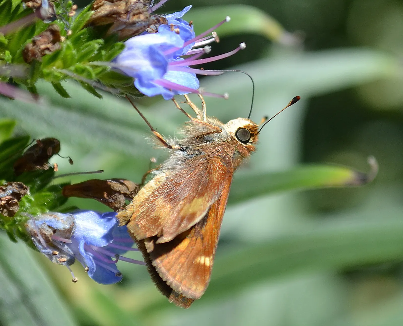 Pride Of Madeira (Echium Candicans) — requiring minimal watering once established; silvery hairs which augment its striking silhouette against the, image 77