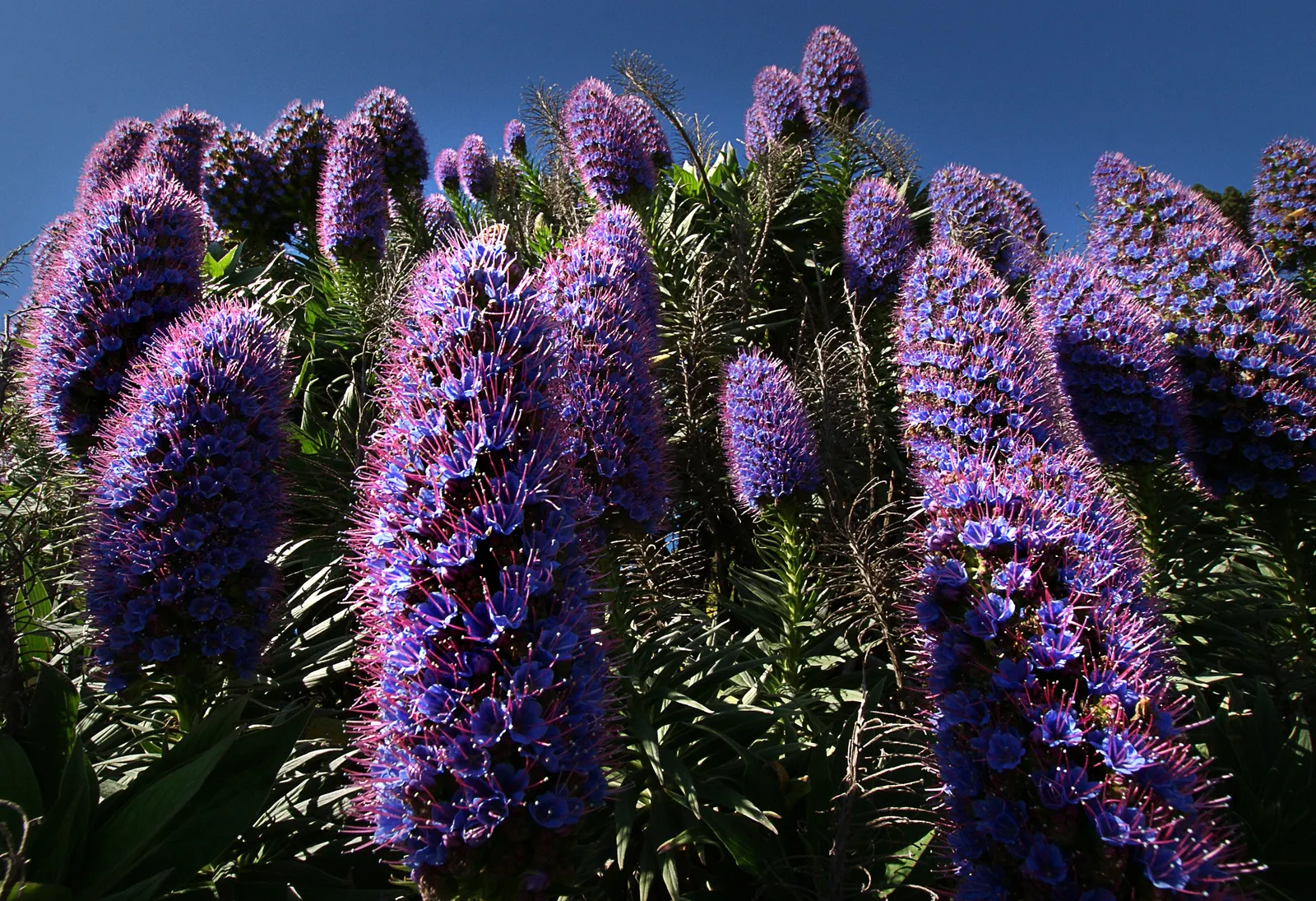 Pride Of Madeira (Echium Candicans) — can help control its growth and encourage a neater appearance; creating a striking contrast