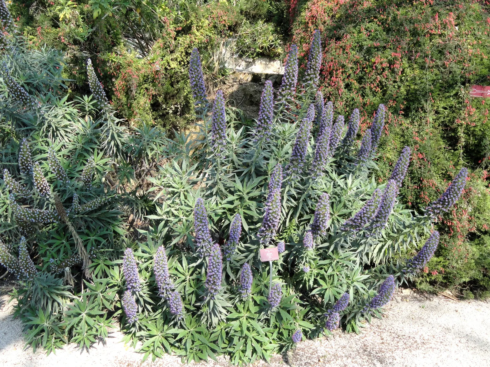Pride Of Madeira (Echium Candicans) — silvery-green leaves that span up to 2 feet; including deadheading and pruning, image 62