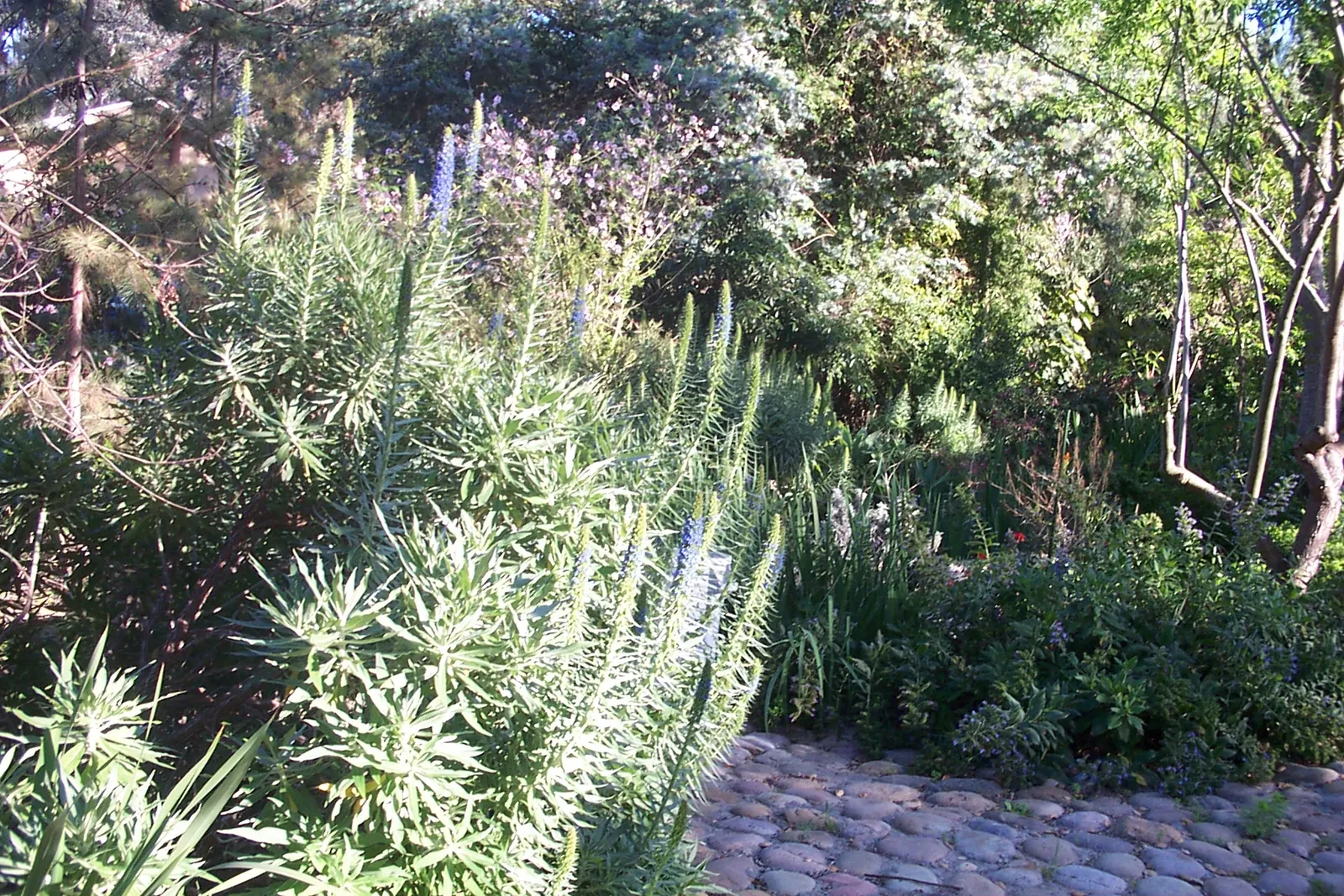 Pride Of Madeira (Echium Candicans) — including the possibility of it becoming invasive in certain climates; given its size and visual impact
