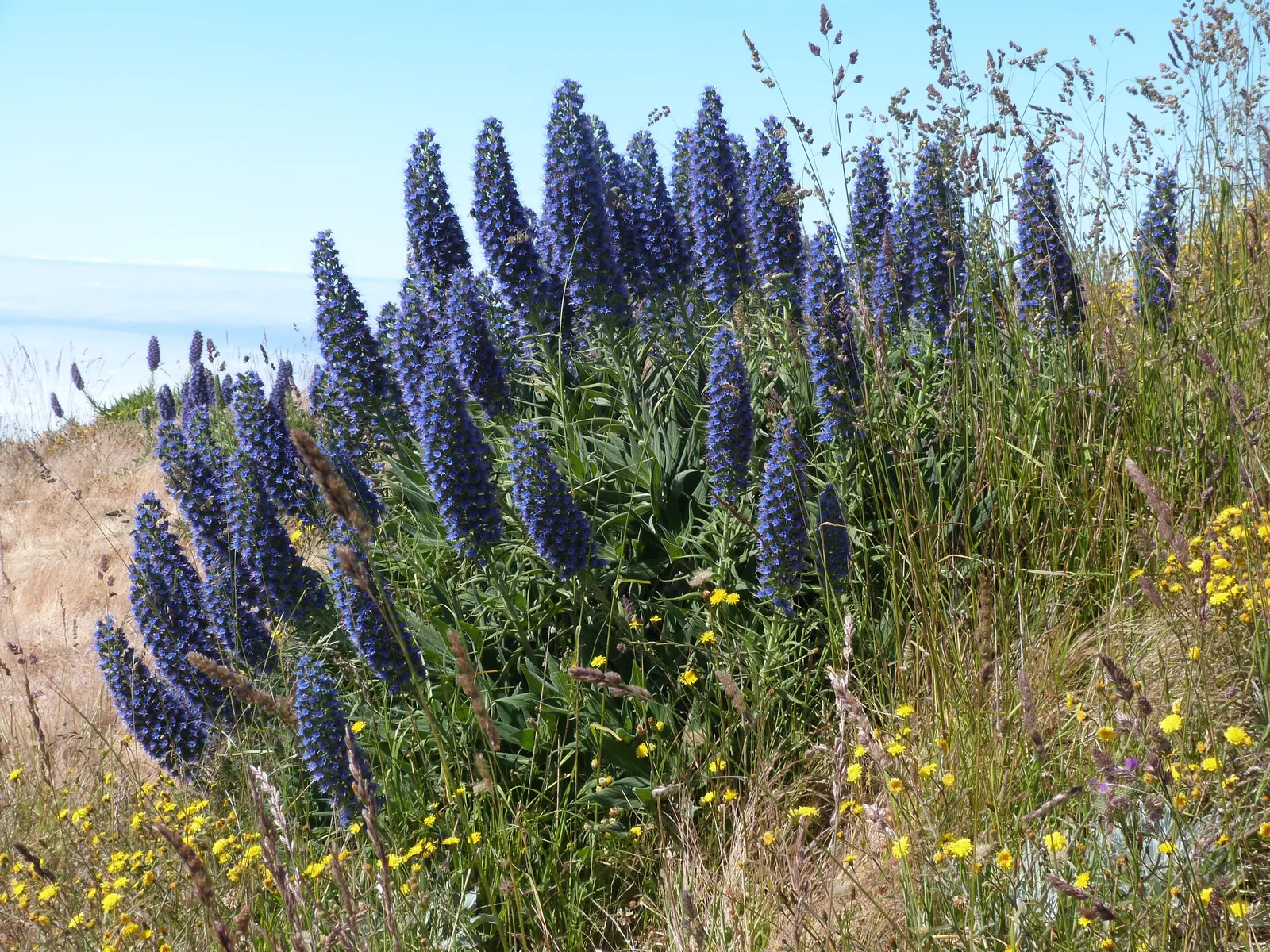 Pride Of Madeira (Echium Candicans) — or as a part of a Mediterranean-themed design.<br><br>Note to the client: When planting Pride of Madeira