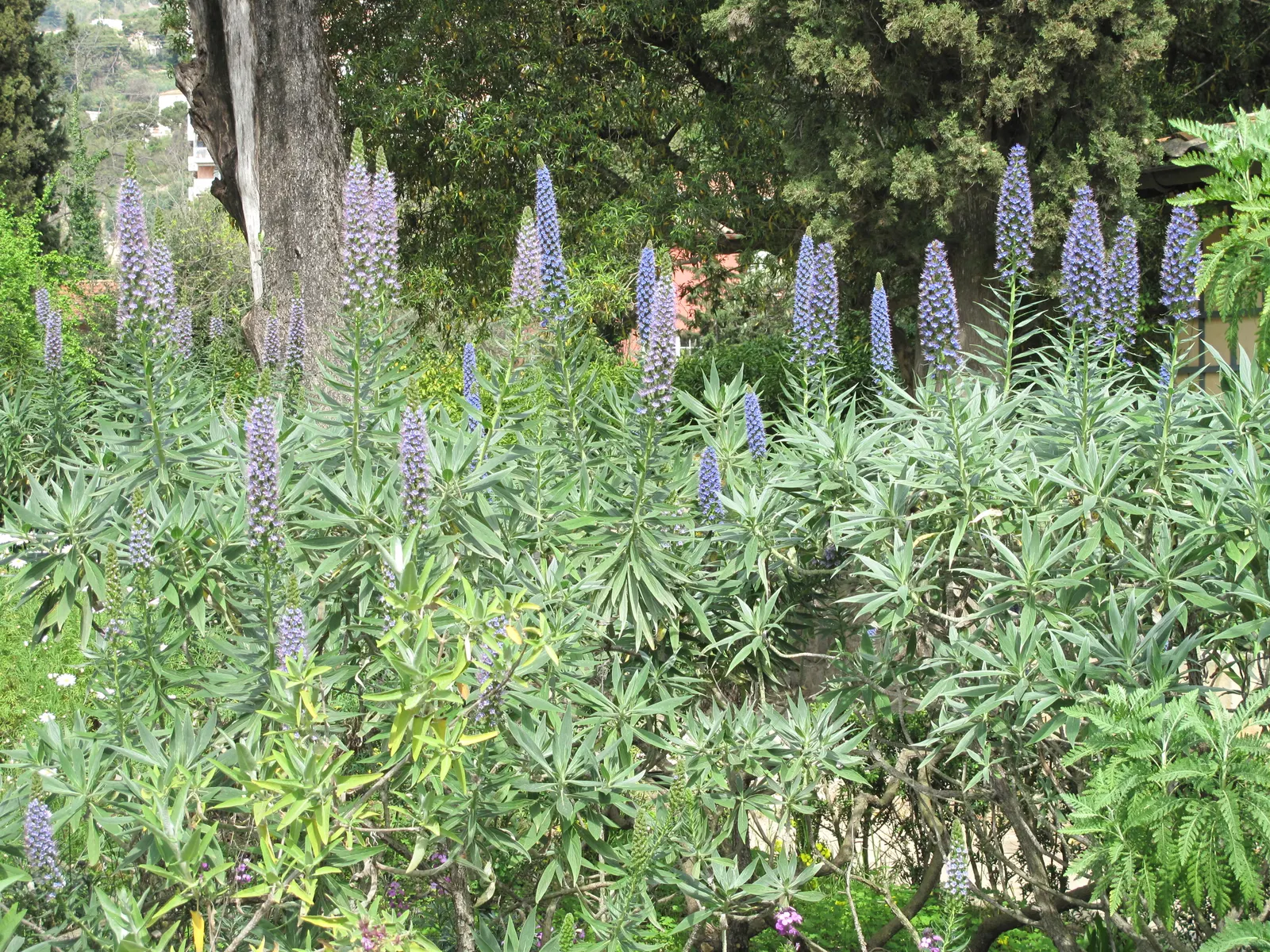 Pride Of Madeira (Echium Candicans) — sprawling habit that requires ample space; consider its potential to self-seed and spread, image 99