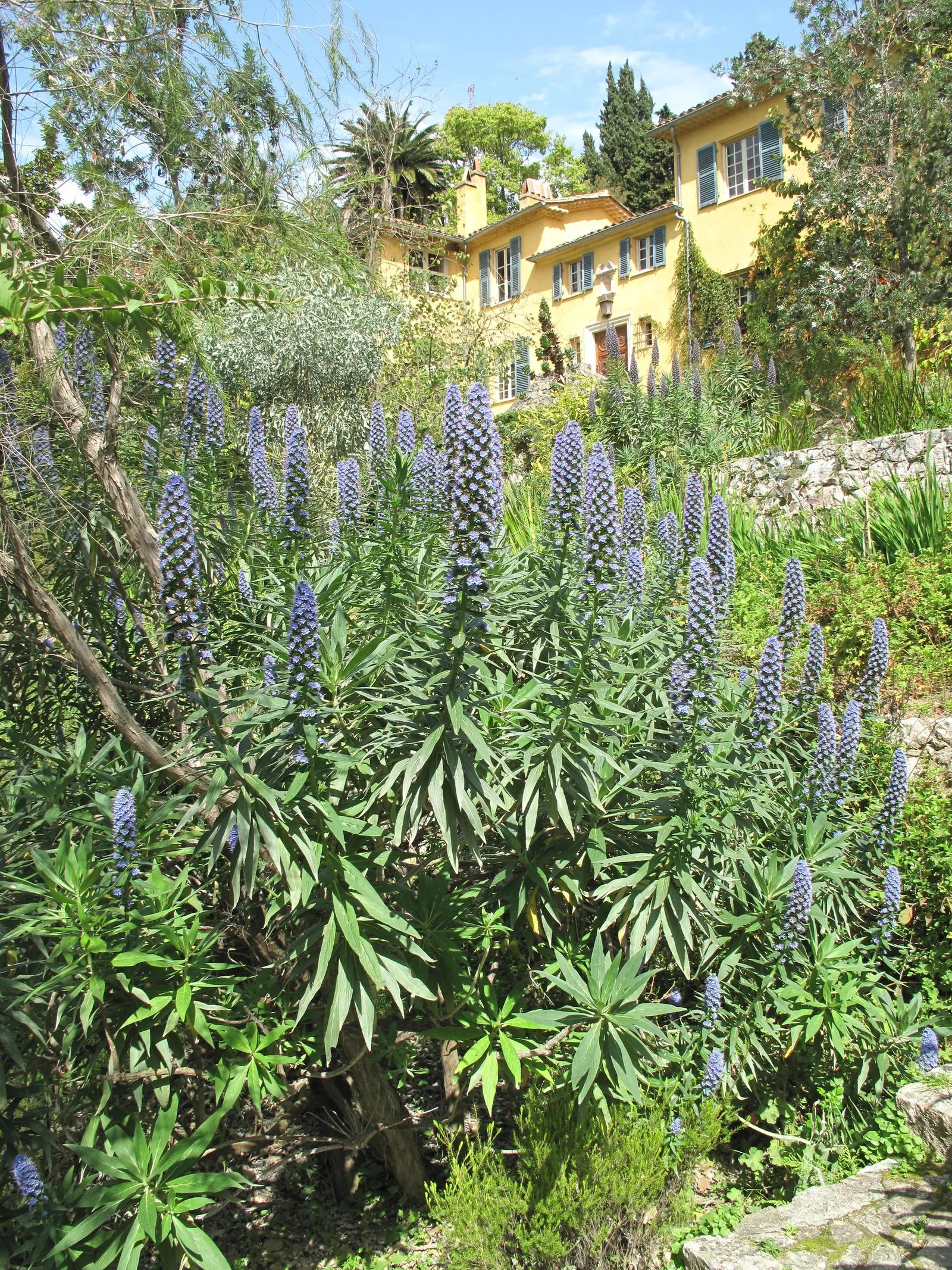 Pride Of Madeira (Echium Candicans) — adds a bold and dramatic touch to any landscape with its distinctive spires of purplish-blue flowers