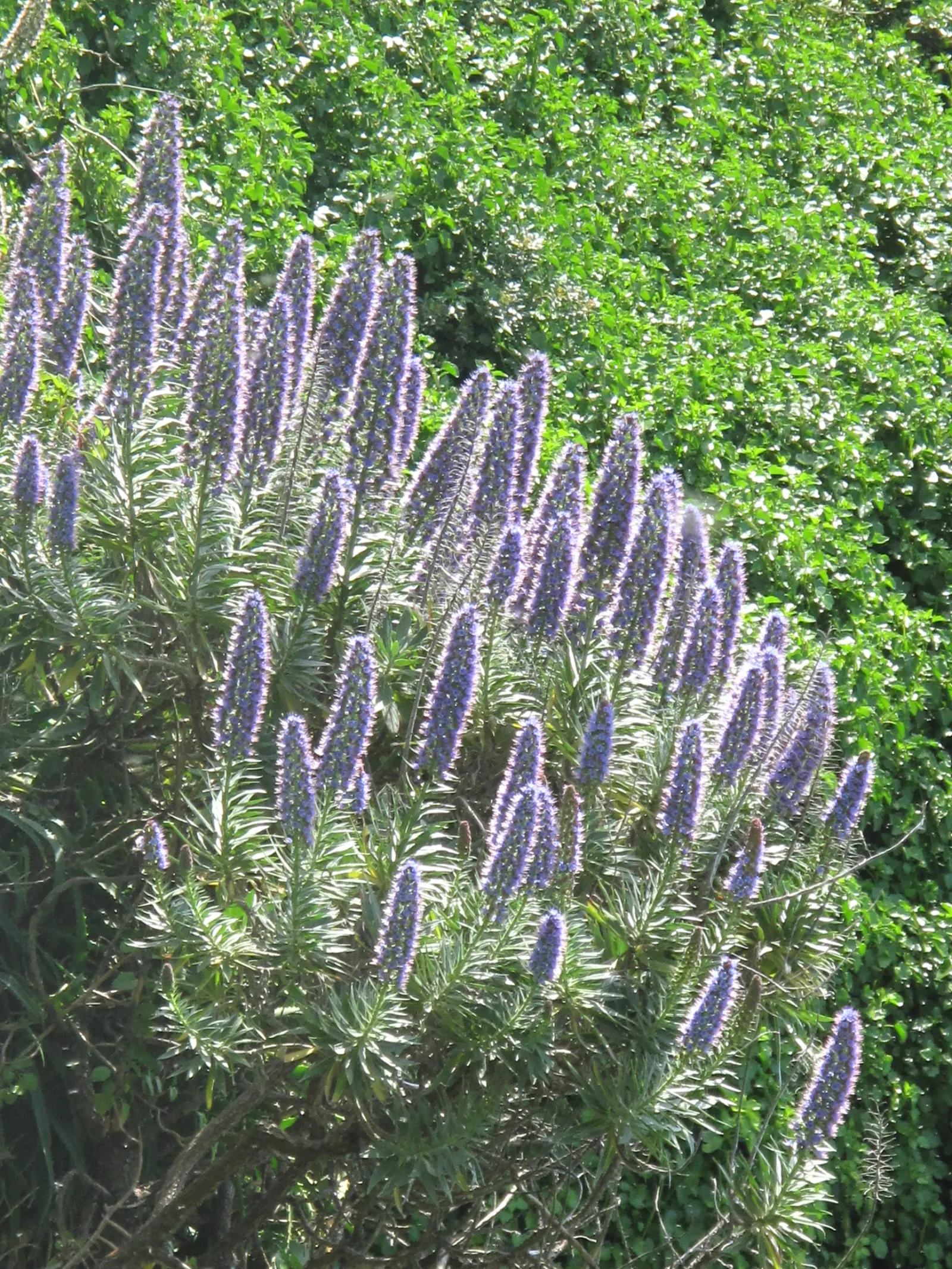 Pride Of Madeira (Echium Candicans) — blue and purple flowers in the garden; sprawling habit that requires ample space, image 85