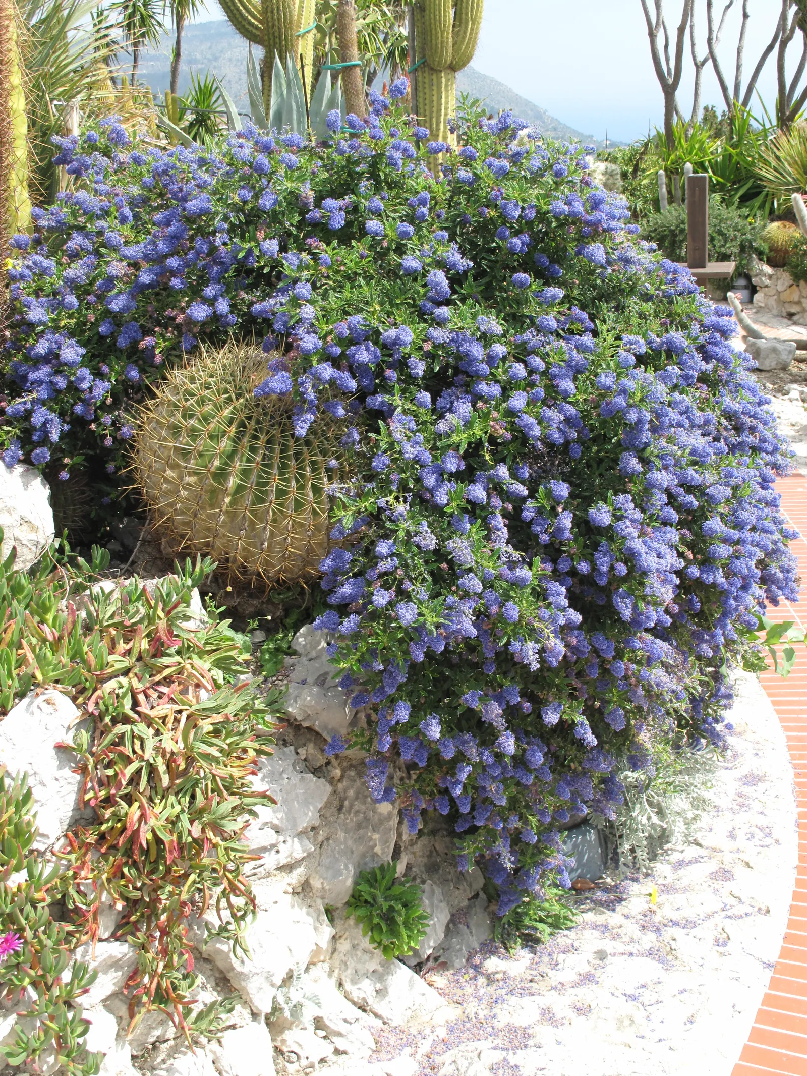 Pride Of Madeira (Echium Candicans) — creating a striking contrast; thriving in USDA zones 9-11