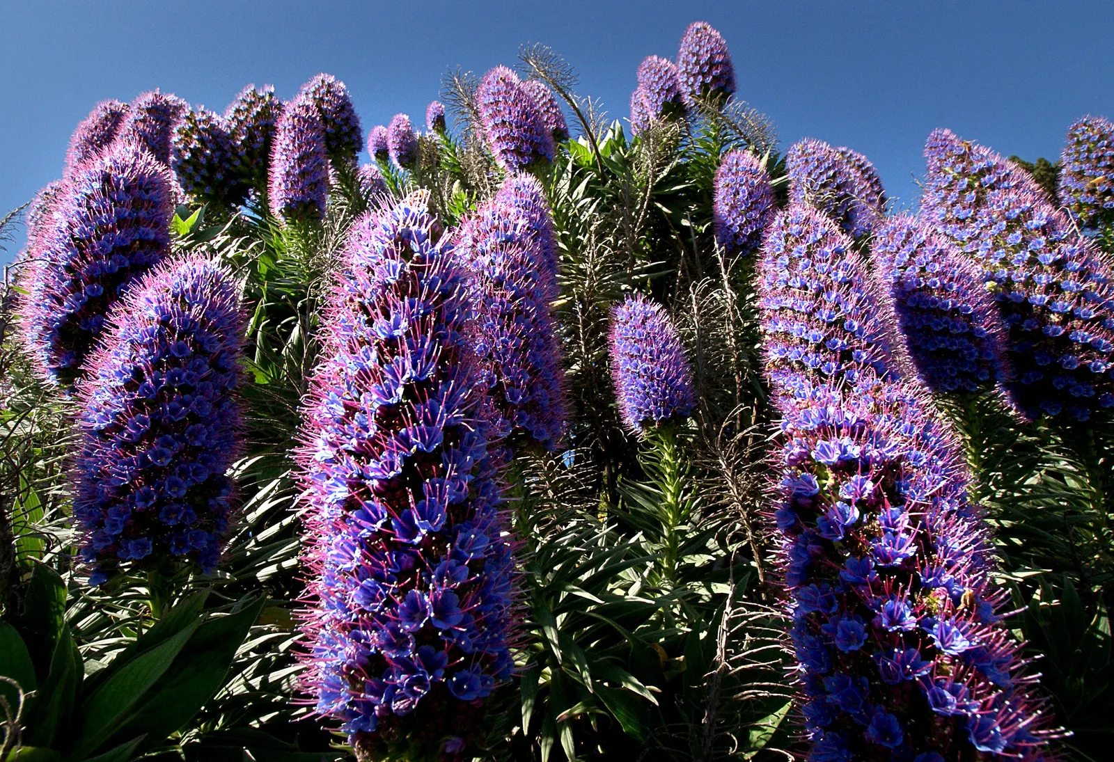 Pride Of Madeira (Echium Candicans) — preferring full sun and well-drained soil; attracting a plethora of pollinators, image 94