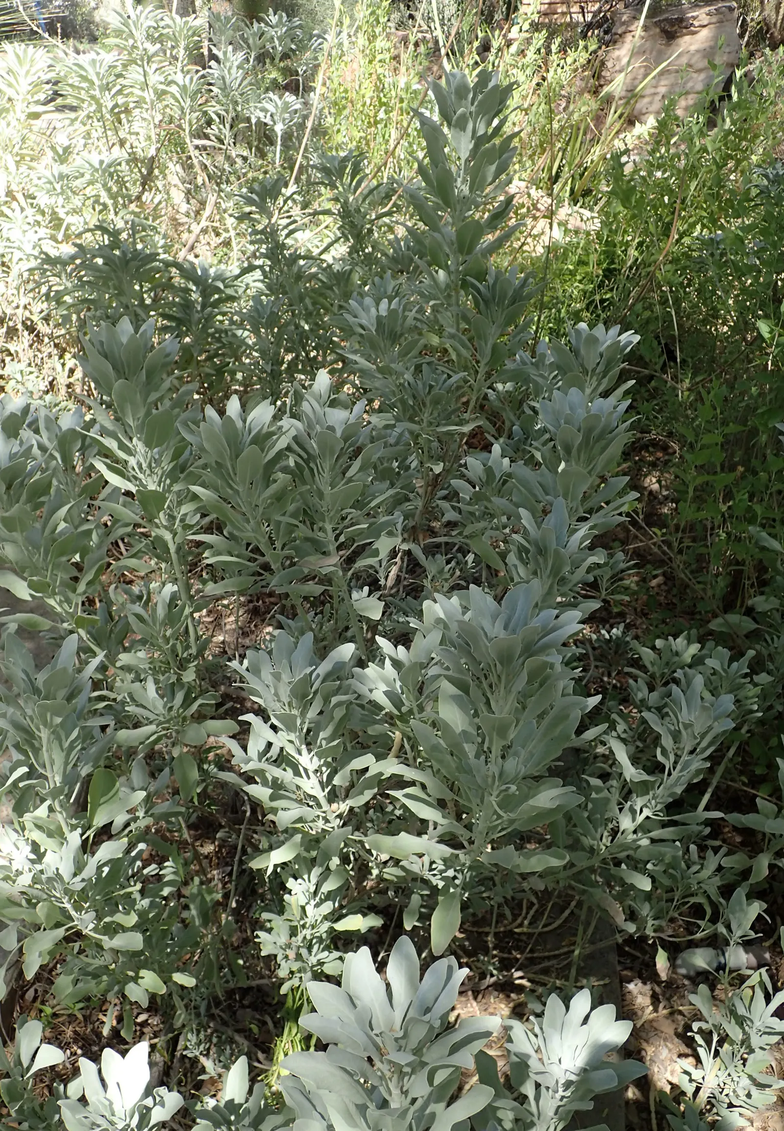 White Sage (Salvia Apiana) — Renowned for its strong aromatic foliage and purification properties; shrub with white blooms
