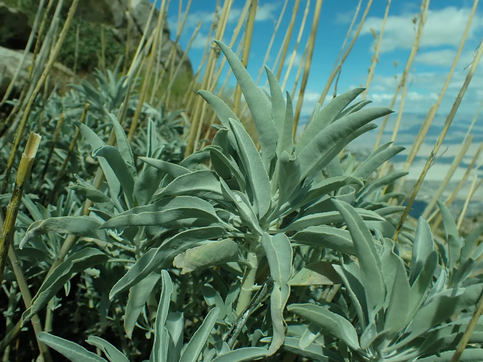 White Sage (Salvia Apiana) — It demands little water once established, making it a quintessential choice for xeriscaping; these blossoms are highly attractive