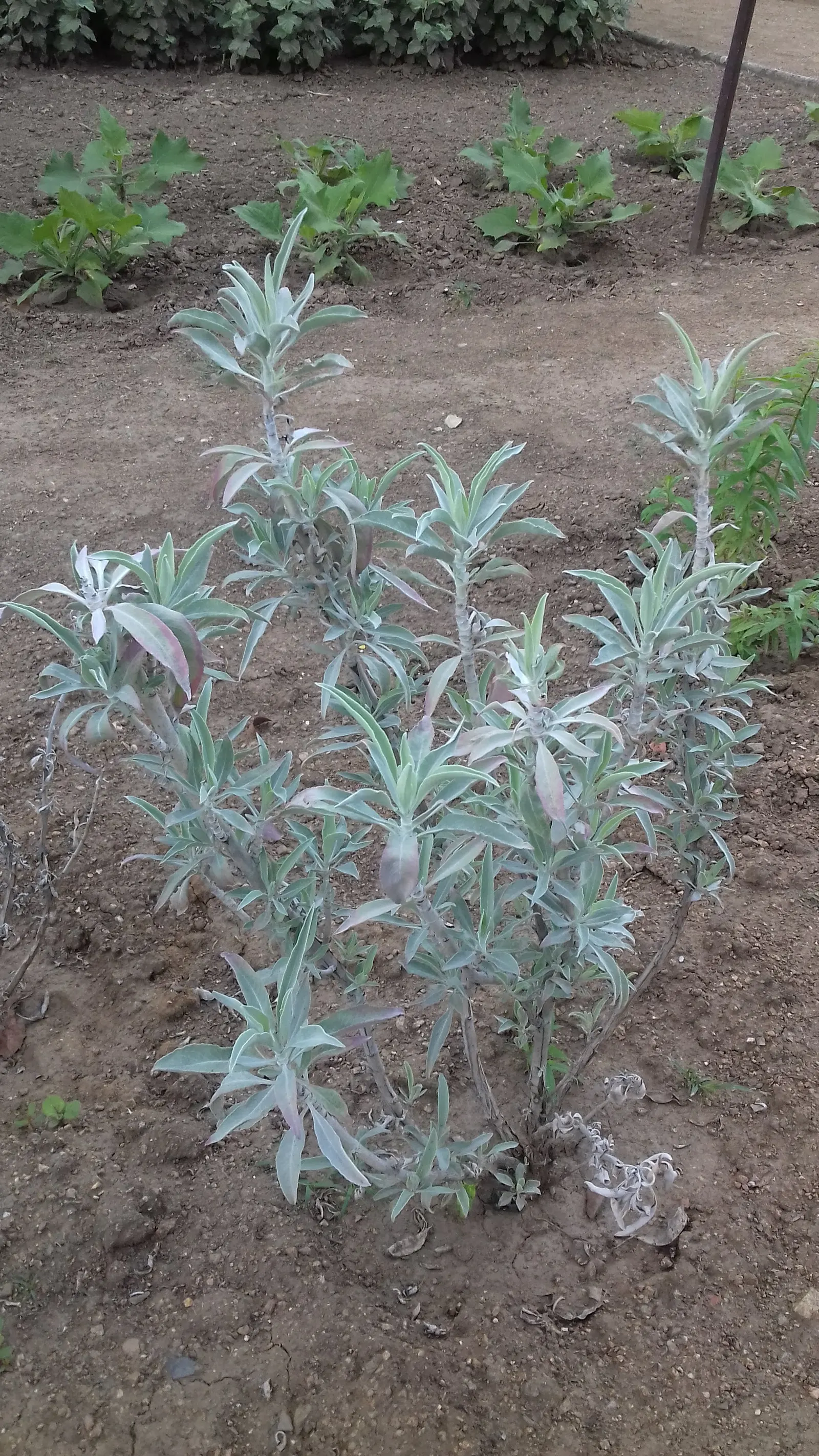 White Sage (Salvia Apiana) — creating a rounded silhouette; space plants 2 feet apart for optimal growth and air circulation