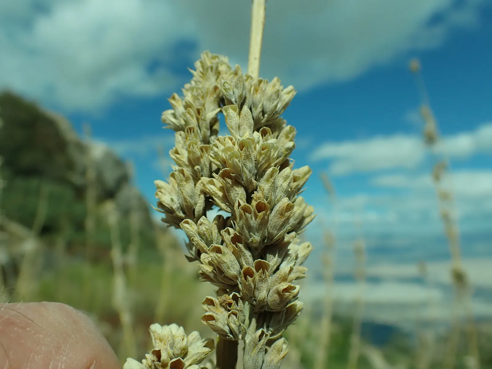 White Sage (Salvia Apiana) — Minimal pruning is necessary; it features silver-gray foliage and grows 2-3 feet tall and wide