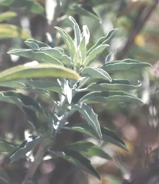 White Sage (Salvia Apiana) — These blossoms are highly attractive to bees; but also establishes an aromatic and sacred space