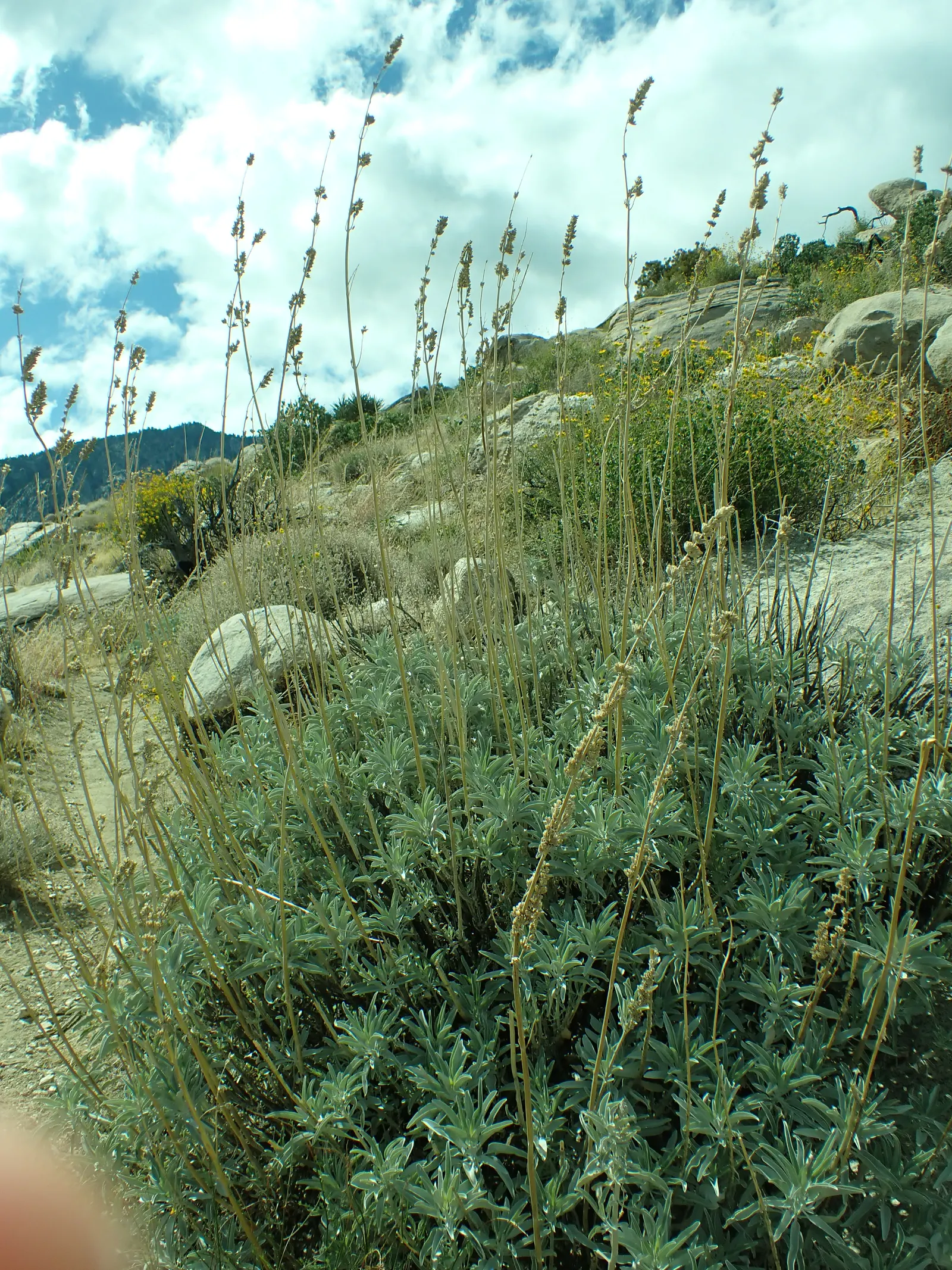White Sage (Salvia Apiana) — adding a dynamic pollinator-friendly component to the garden.<br><br>Suited for USDA Zones 8 to 11; white Sage (Salvia apiana), a