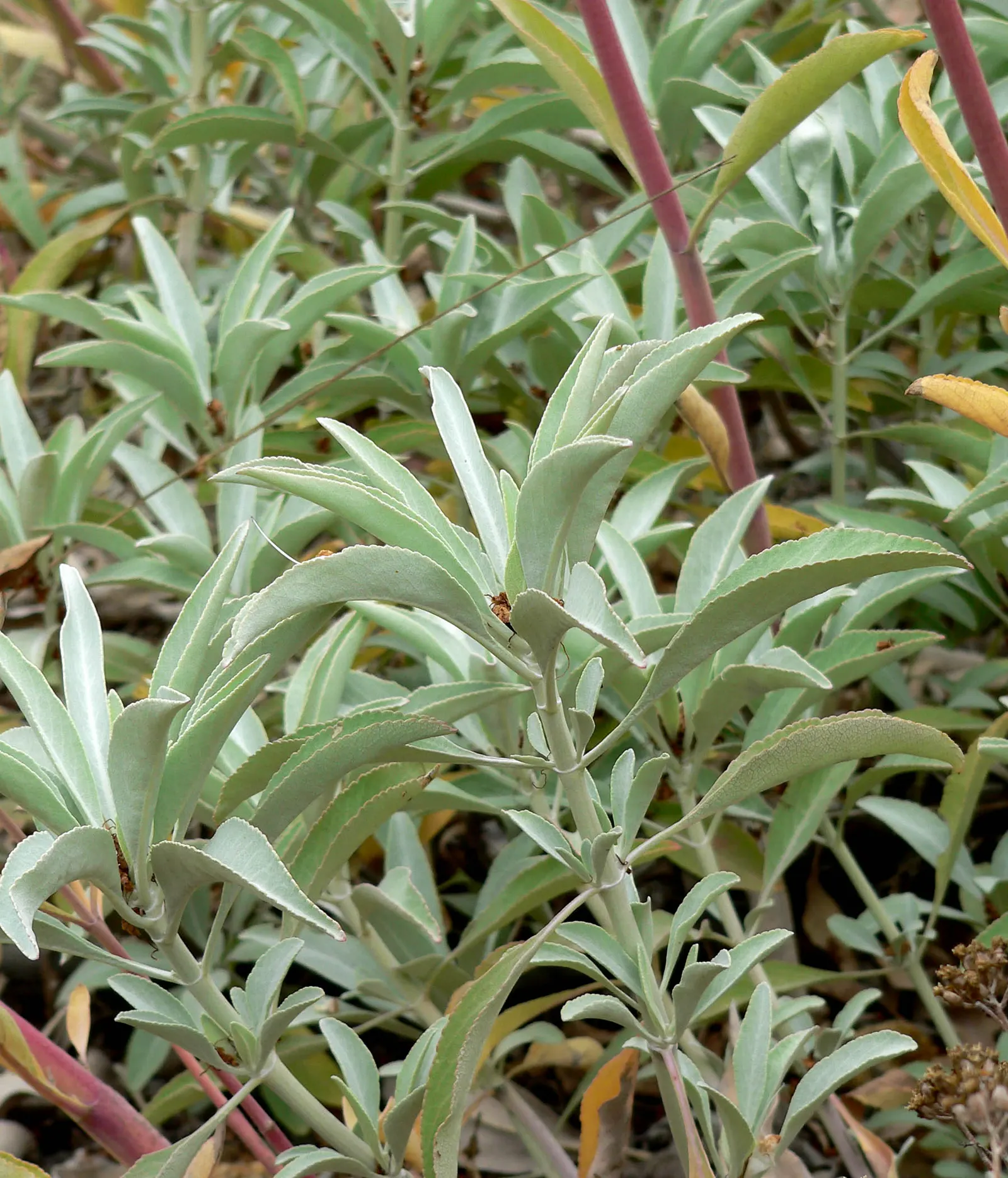 White Sage (Salvia Apiana) — Space plants 2 feet apart for optimal growth and air circulation