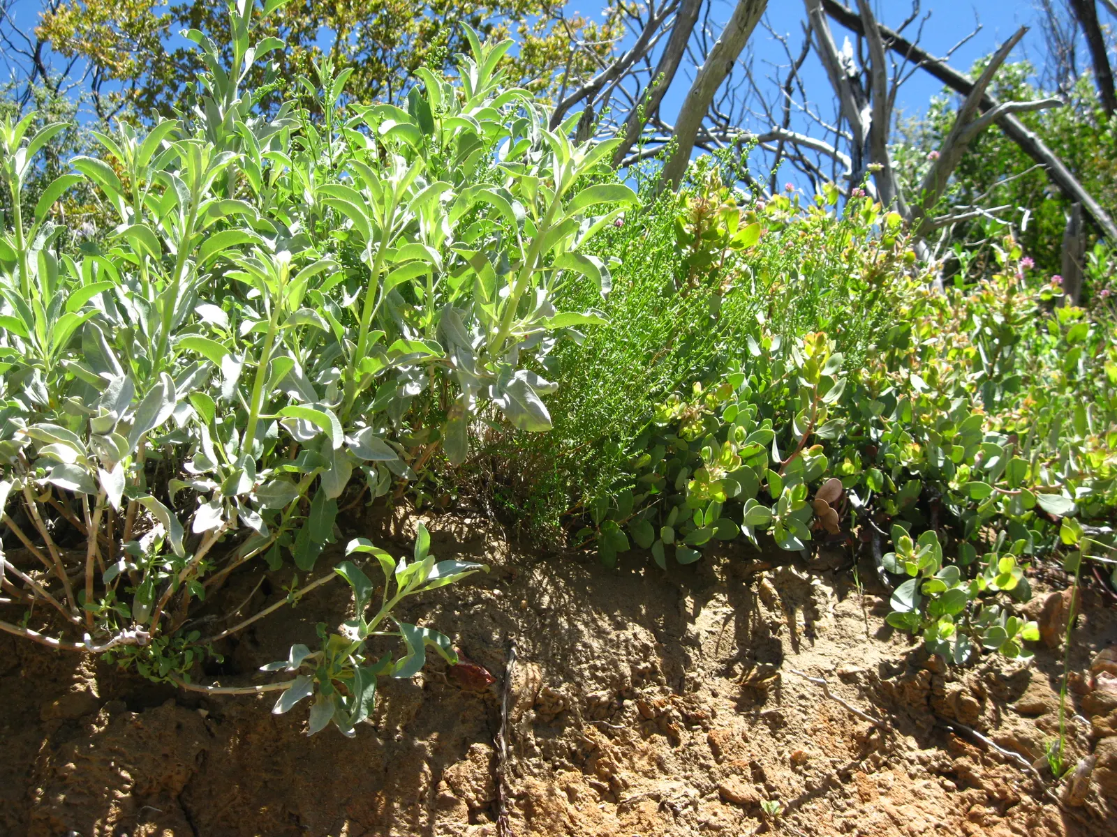 White Sage (Salvia Apiana) — scientifically termed Salvia apiana; to accommodate its root system and allow for mature spread, space plants approximately 2 to 3
