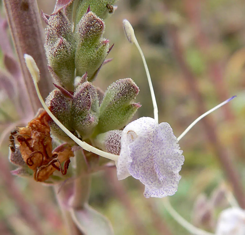 White Sage (Salvia Apiana) — White Sage (Salvia apiana), a perennial evergreen native to the Southwestern US, thrives in arid conditions; producing white to