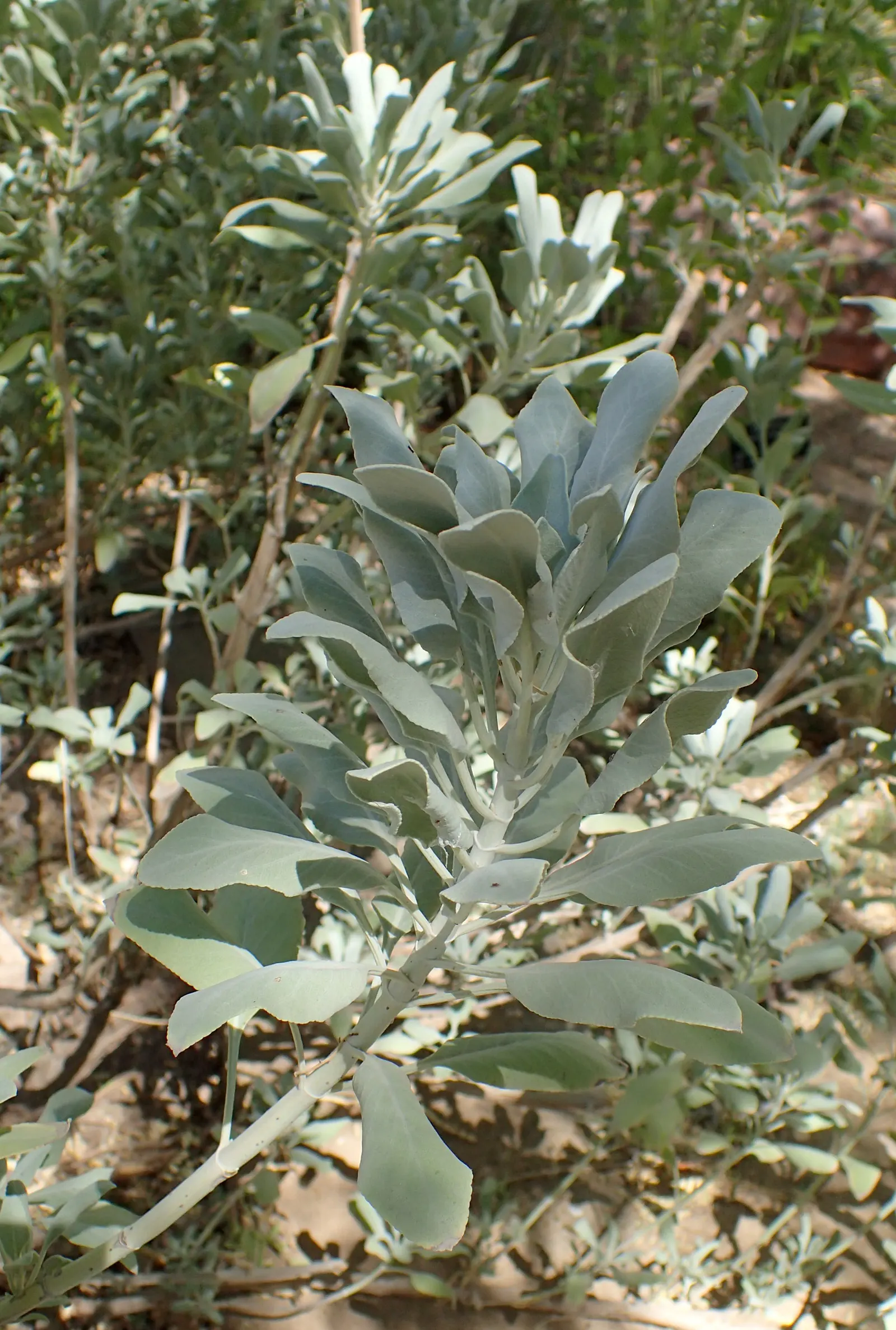 White Sage (Salvia Apiana) — which effectively reflects the sun's rays and helps conserve moisture; minimal pruning is necessary