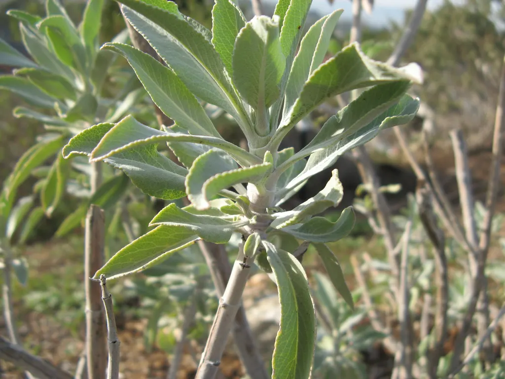 White Sage (Salvia Apiana) — This drought-resistant sage blooms from spring to early summer; it demands little water once established, making it a