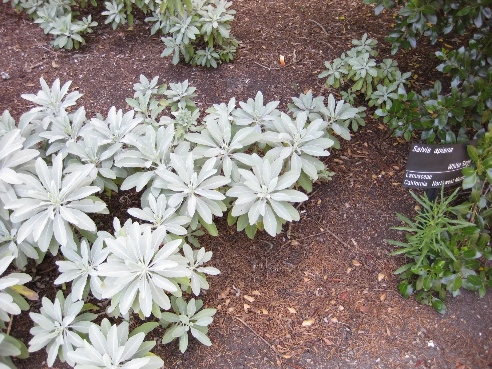 White Sage (Salvia Apiana) — To accommodate its root system and allow for mature spread, space plants approximately 2 to 3 feet apart; as its leaves have been
