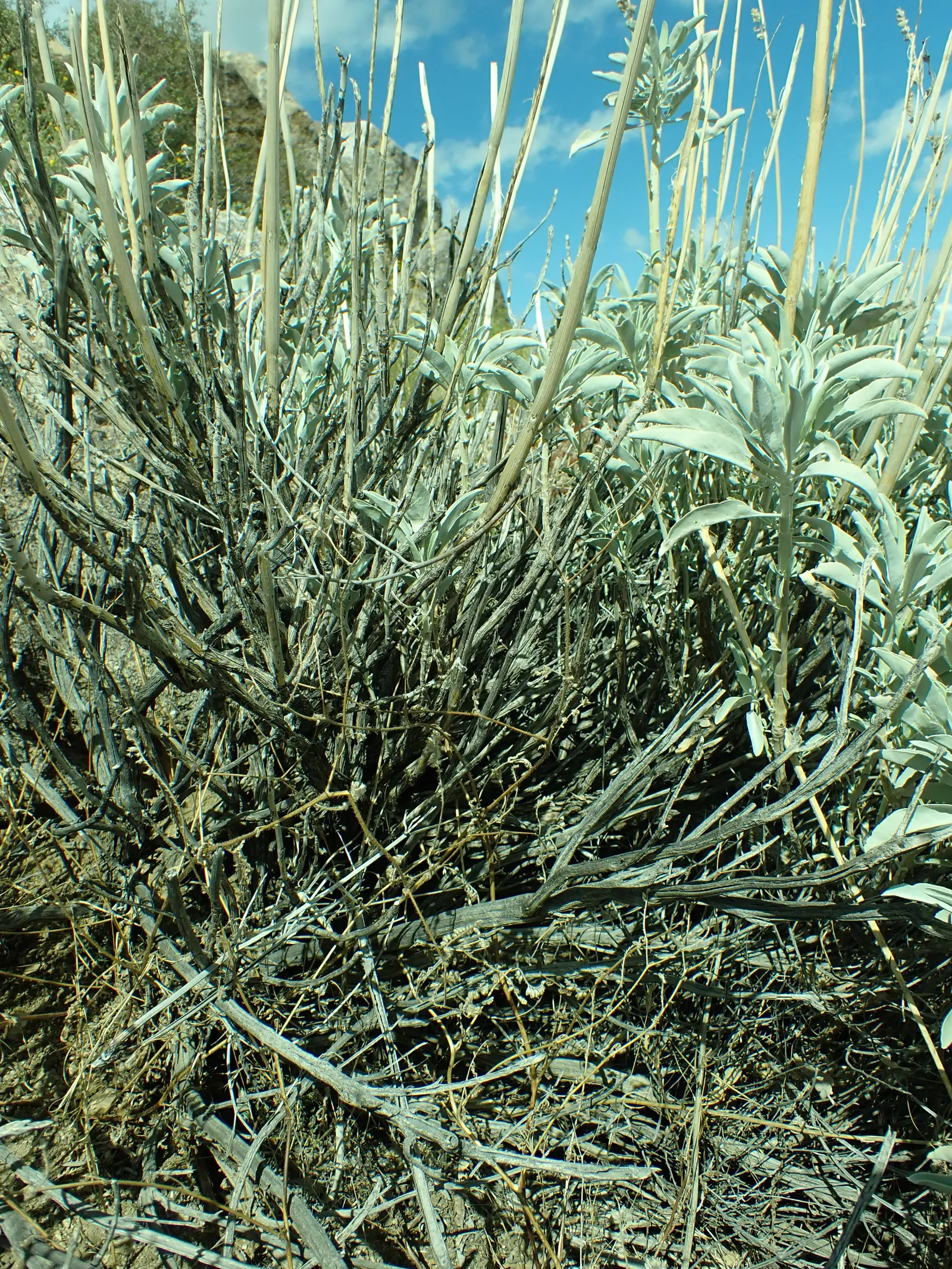 White Sage (Salvia Apiana) — which rise above the foliage on tall inflorescence stalks reaching up to 6 feet in height, image 41