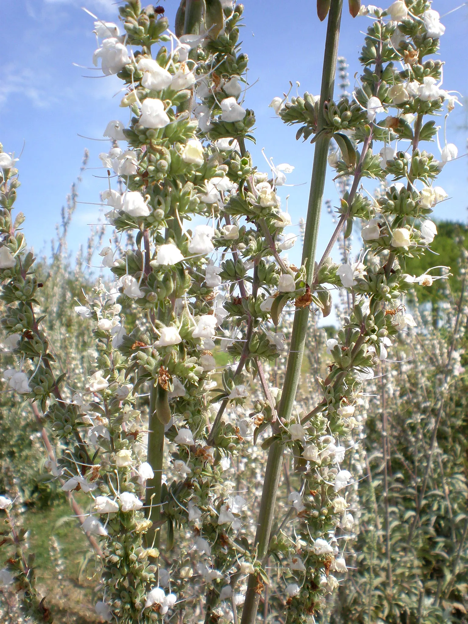 White Sage (Salvia Apiana) — Space plants 2 feet apart for optimal growth and air circulation; from late spring through early summer