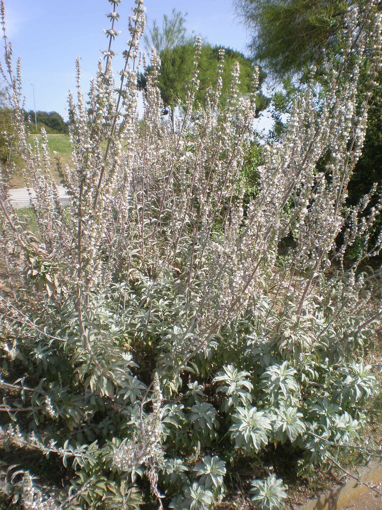White Sage (Salvia Apiana) — This drought-resistant sage blooms from spring to early summer