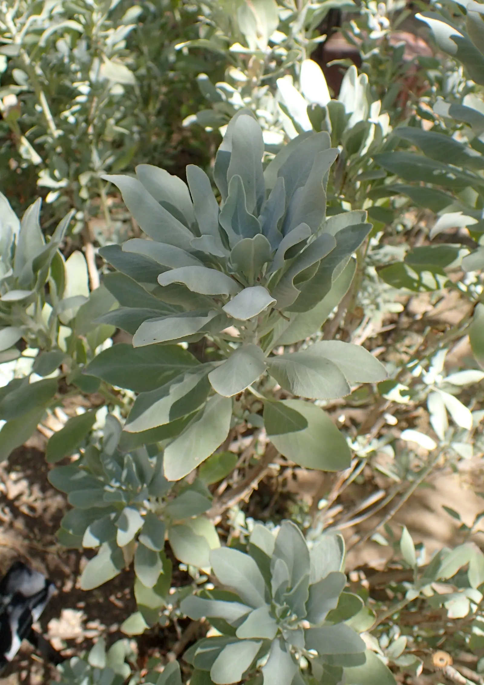 White Sage (Salvia Apiana) — Its leaves are lanceolate; salvia apiana produces whorls of attractive white to pale lavender flowers