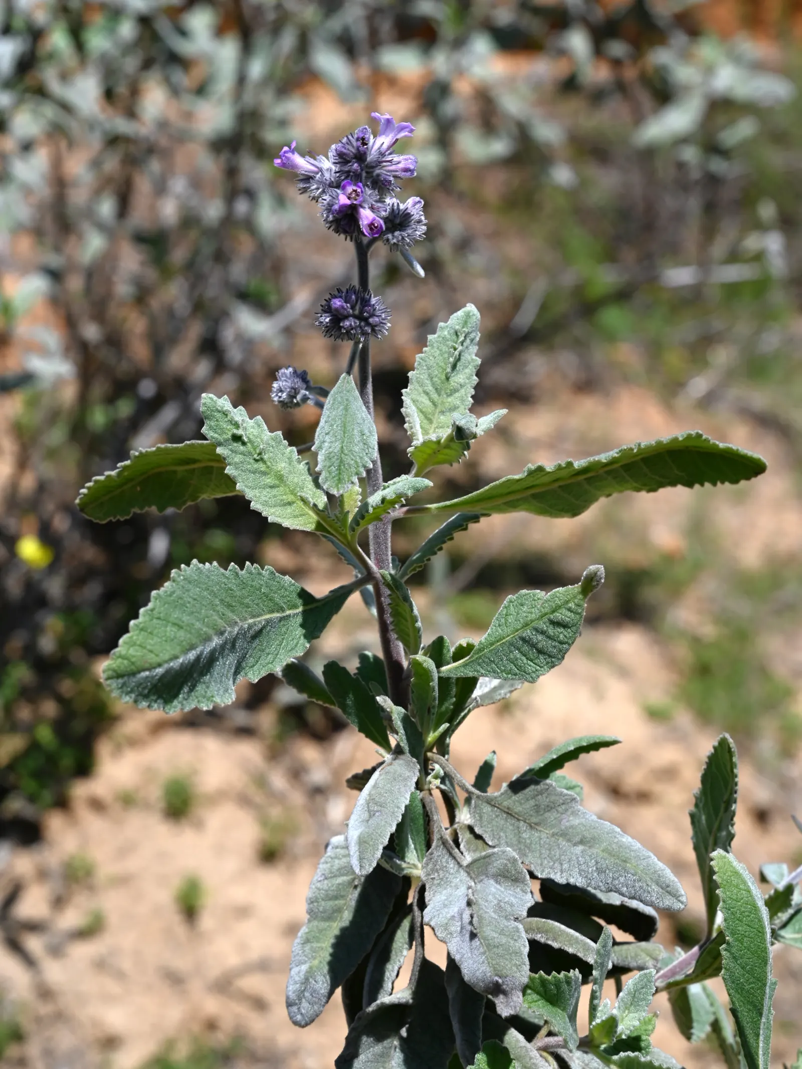 White Sage (Salvia Apiana) — producing white to pale lavender flowers that attract pollinators; white flowers in the garden
