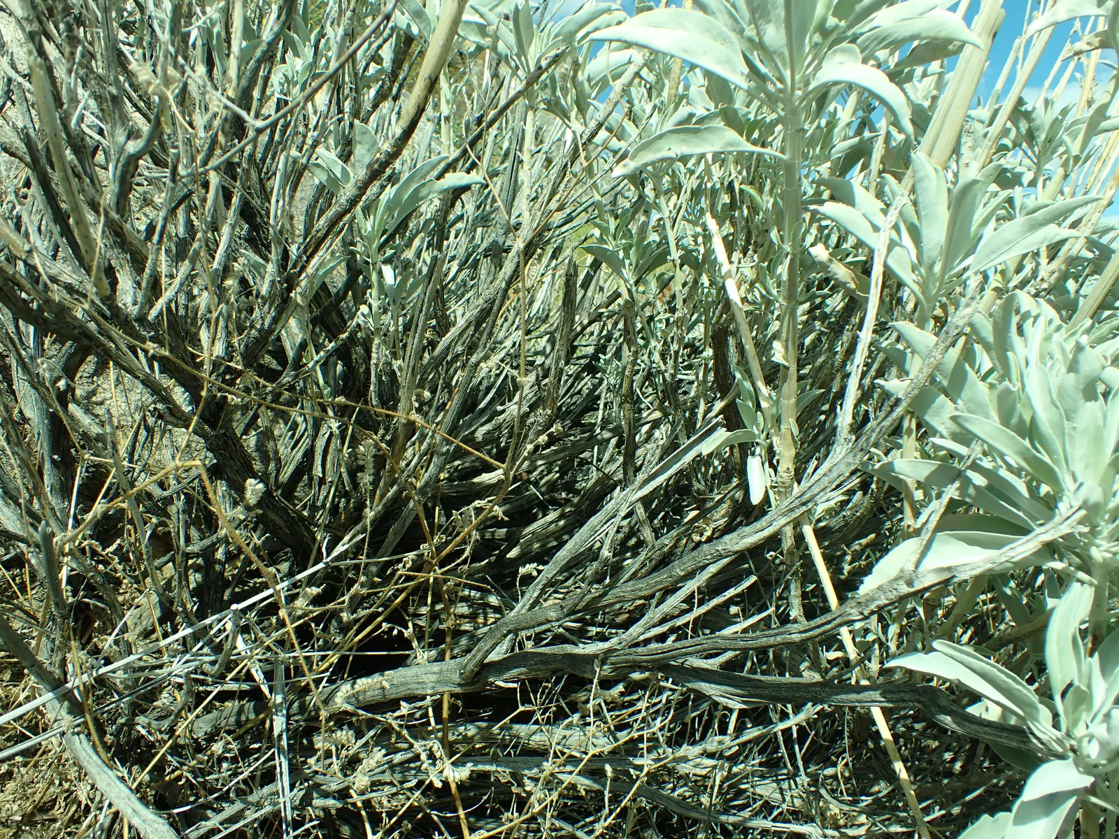 White Sage (Salvia Apiana) — White Sage (Salvia apiana), a perennial evergreen native to the Southwestern US, thrives in arid conditions