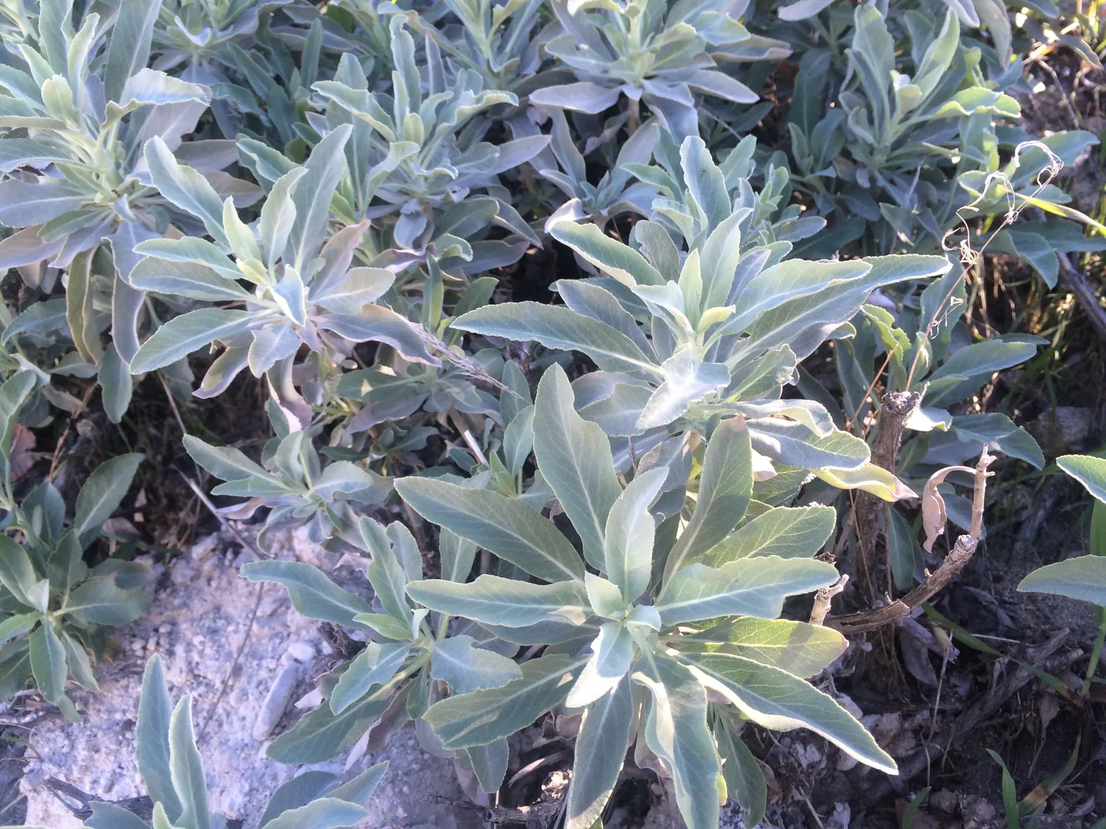 White Sage (Salvia Apiana) — It features silver-gray foliage and grows 2-3 feet tall and wide; which effectively reflects the sun's rays and helps conserve