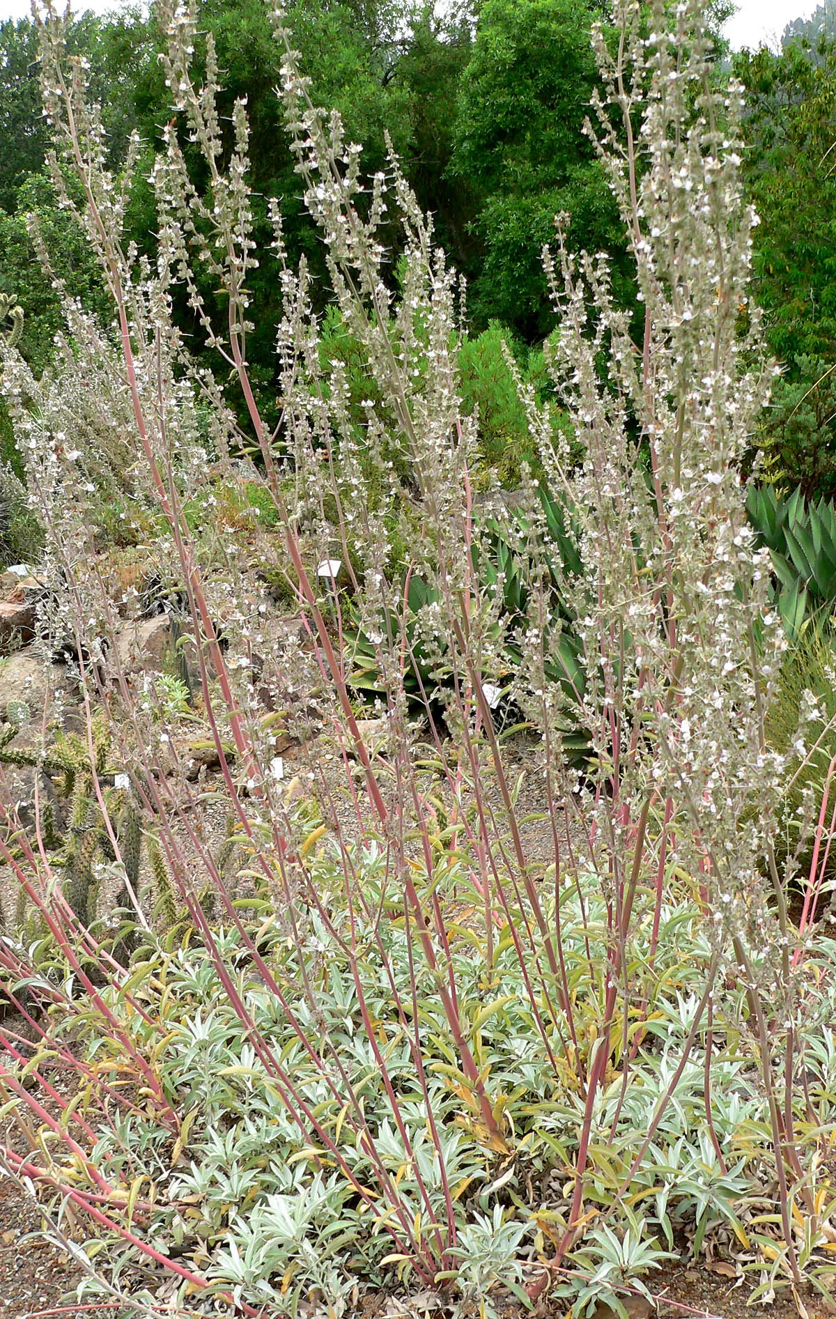 White Sage (Salvia Apiana) — scientifically termed Salvia apiana
