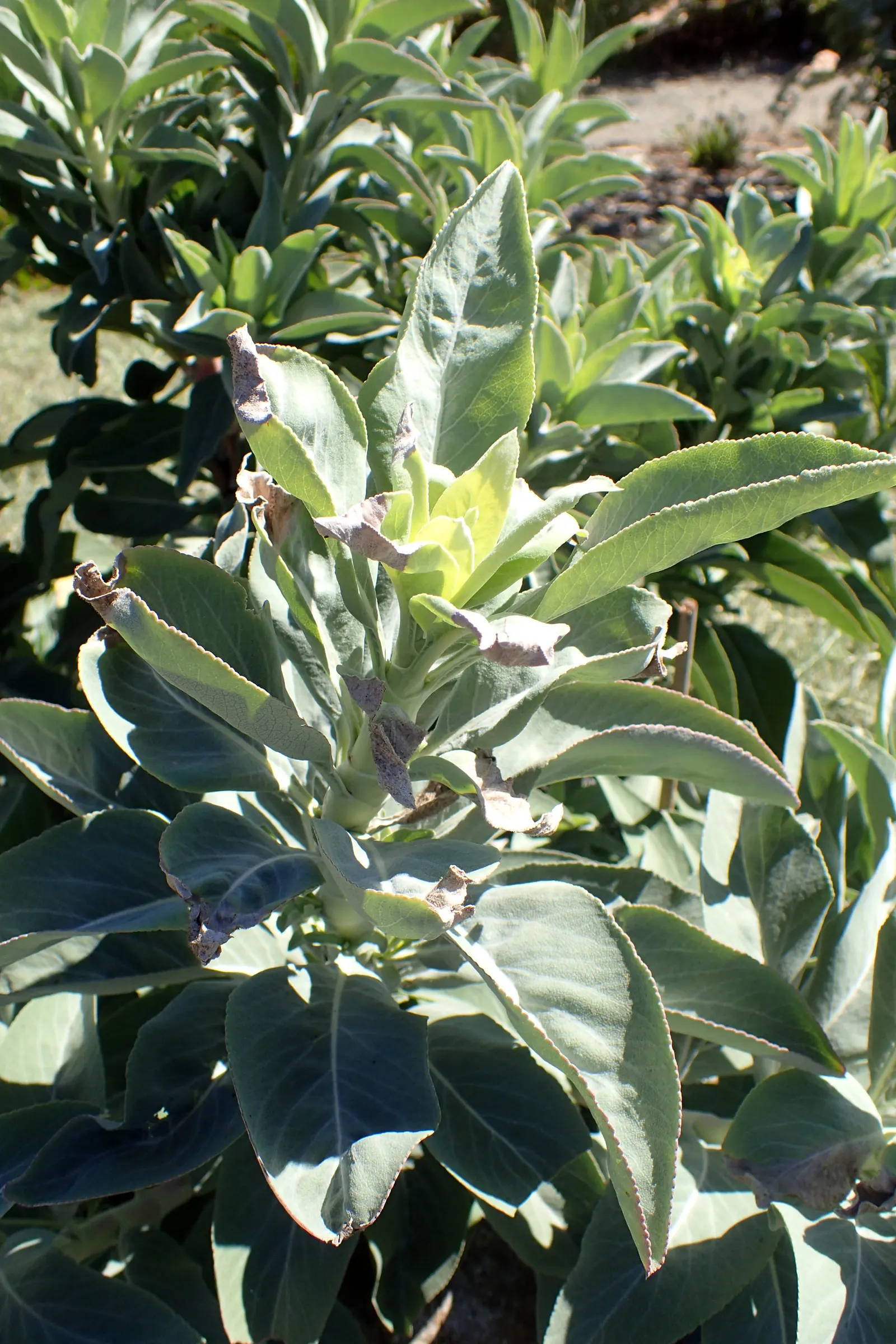 White Sage (Salvia Apiana) — producing white to pale lavender flowers that attract pollinators