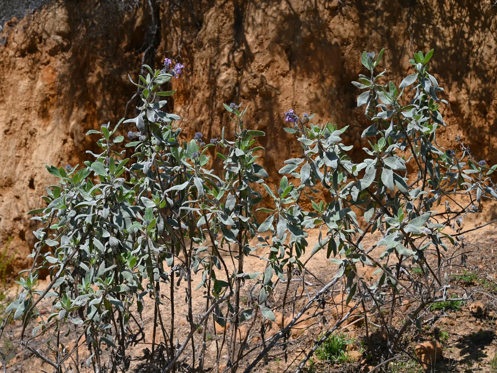White Sage (Salvia Apiana) — Ideal for xeriscaping, it requires full sun and well-draining soil, image 32