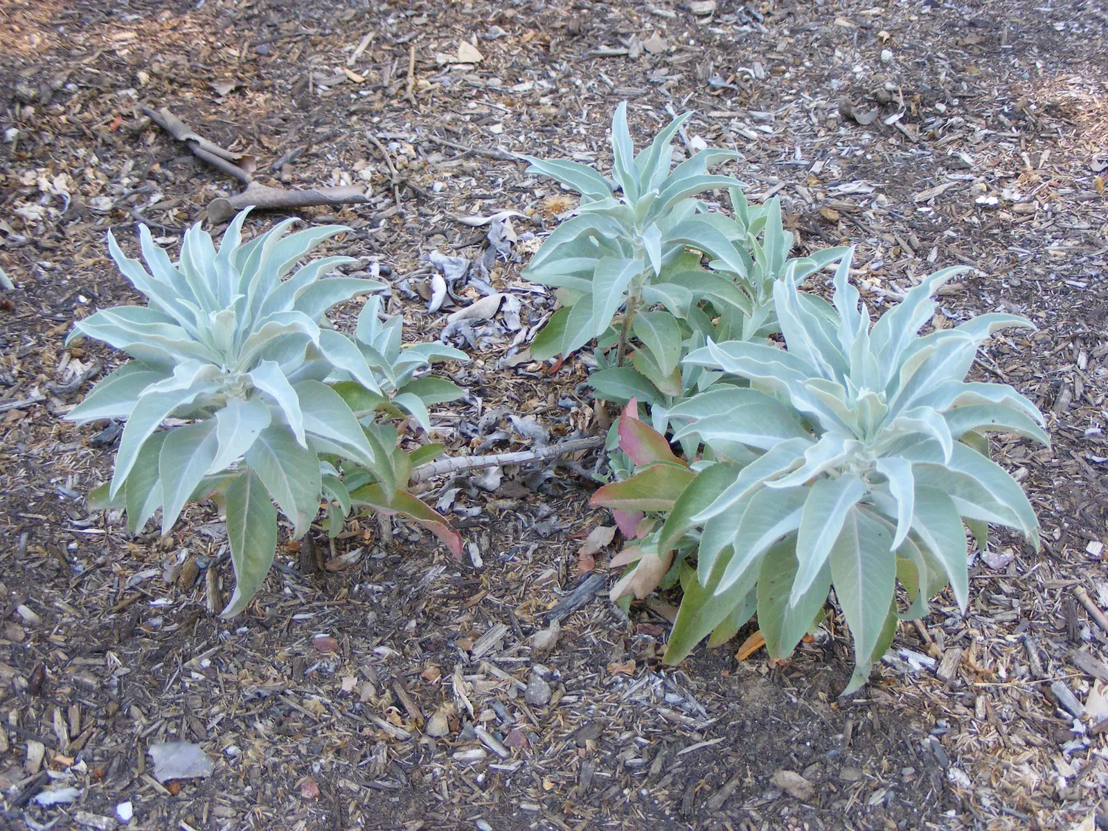 White Sage (Salvia Apiana) — Ideal for xeriscaping, it requires full sun and well-draining soil