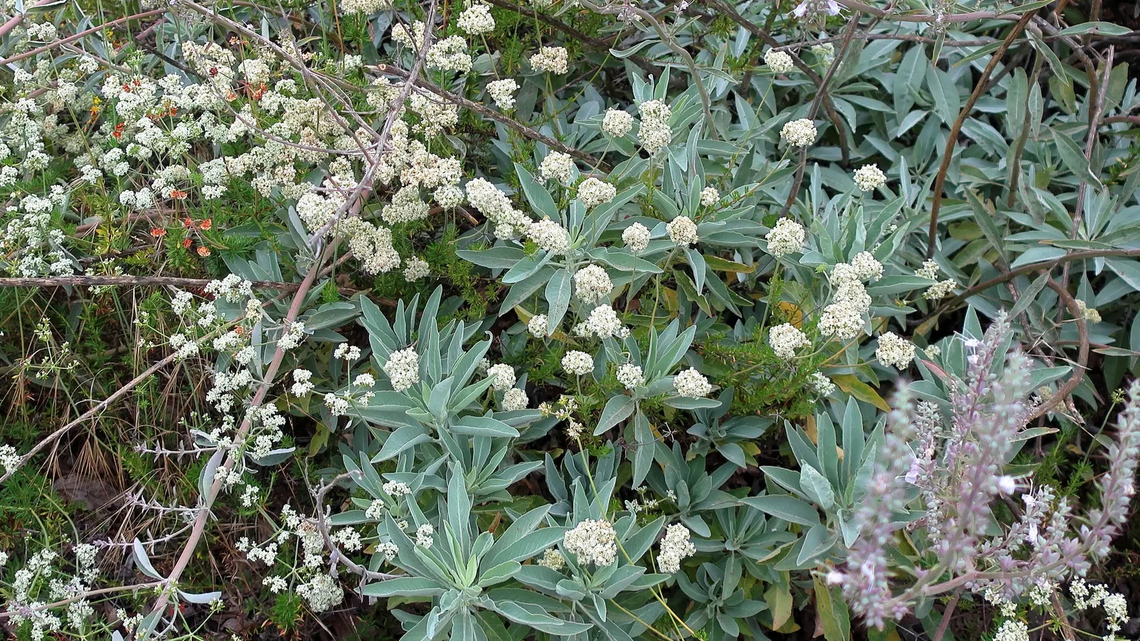 White Sage (Salvia Apiana) — but also establishes an aromatic and sacred space
