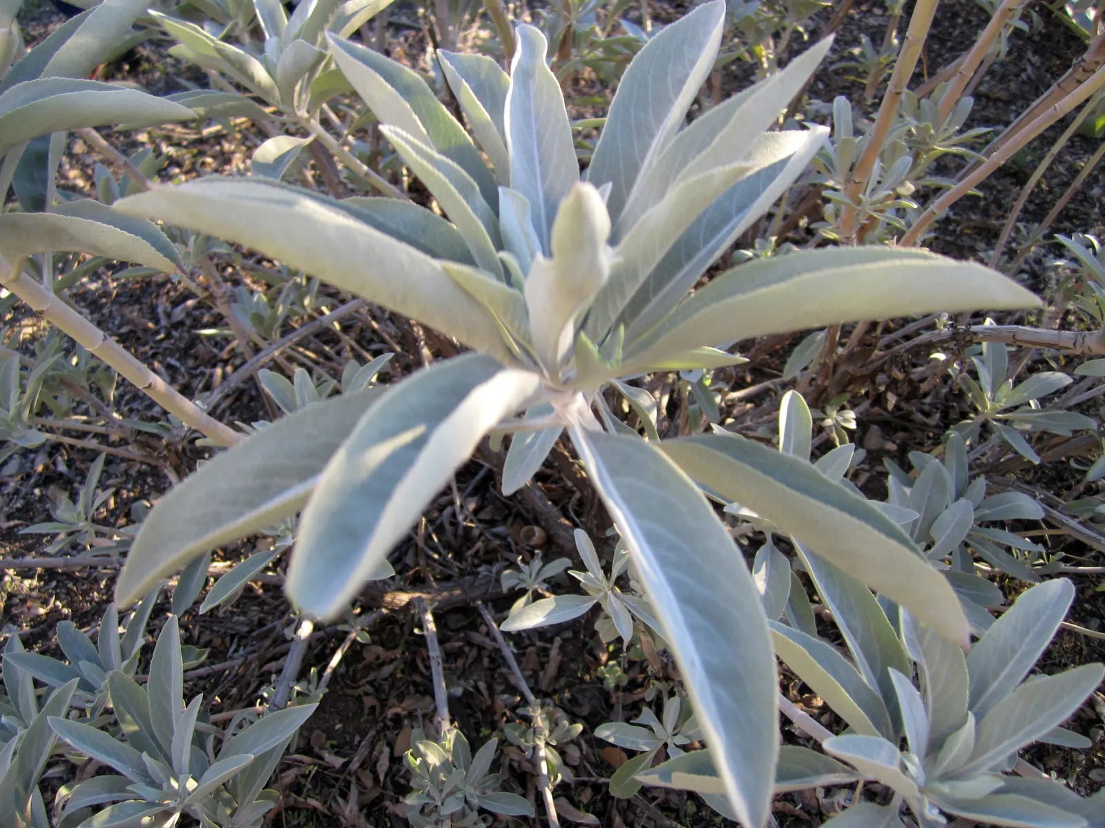 White Sage (Salvia Apiana) — adding a dynamic pollinator-friendly component to the garden.<br><br>Suited for USDA Zones 8 to 11