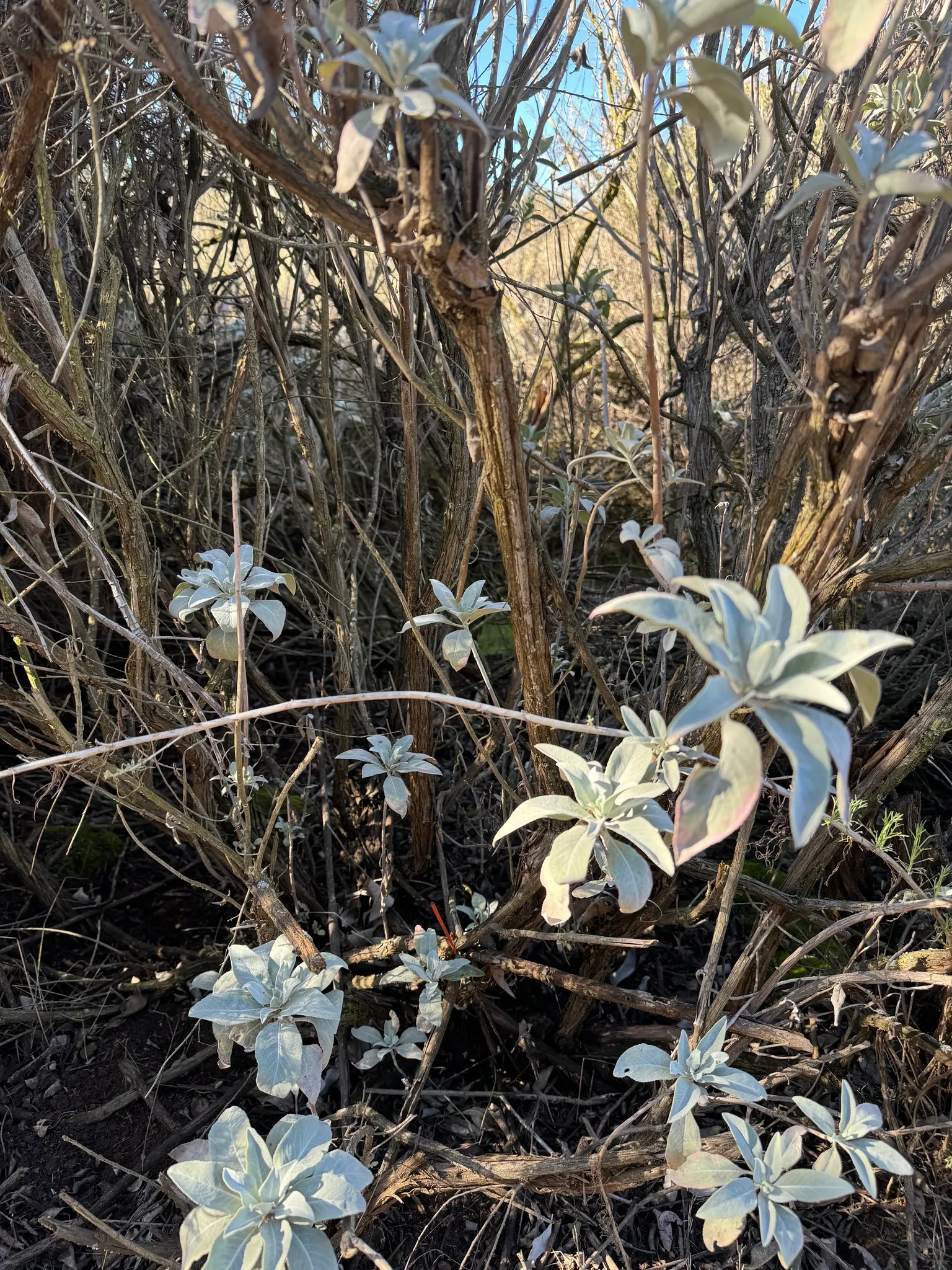White Sage (Salvia Apiana) — These blossoms are highly attractive to bees