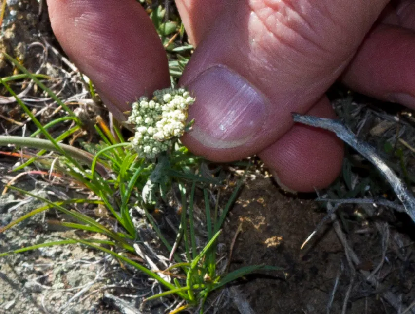 White Sage (Salvia Apiana) — shrub with white blooms