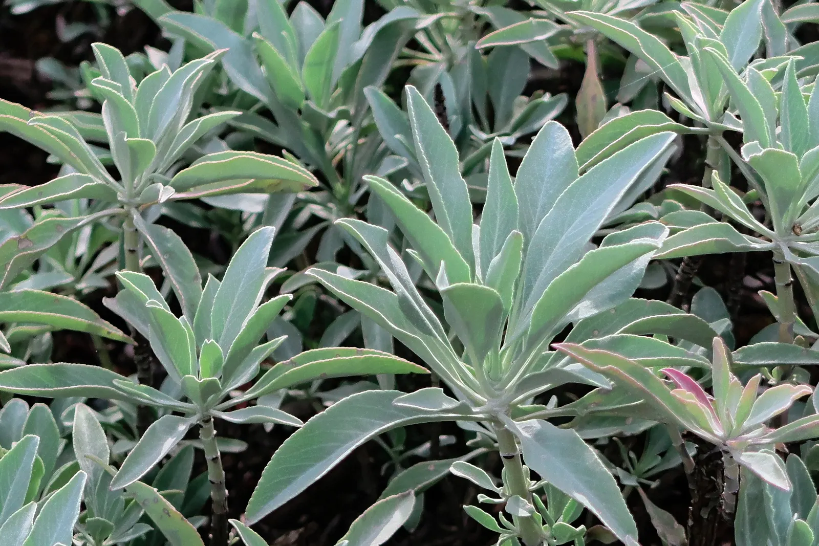 White Sage (Salvia Apiana) — To accommodate its root system and allow for mature spread, space plants approximately 2 to 3 feet apart