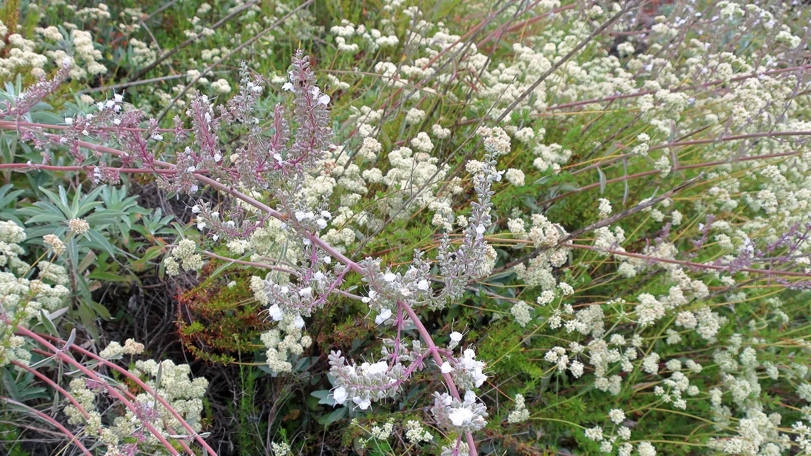 White Sage (Salvia Apiana) — Consider this enduring shrub for areas of the garden that will benefit from its resilient