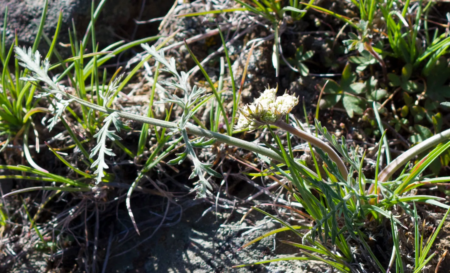 White Sage (Salvia Apiana) — shrub for full