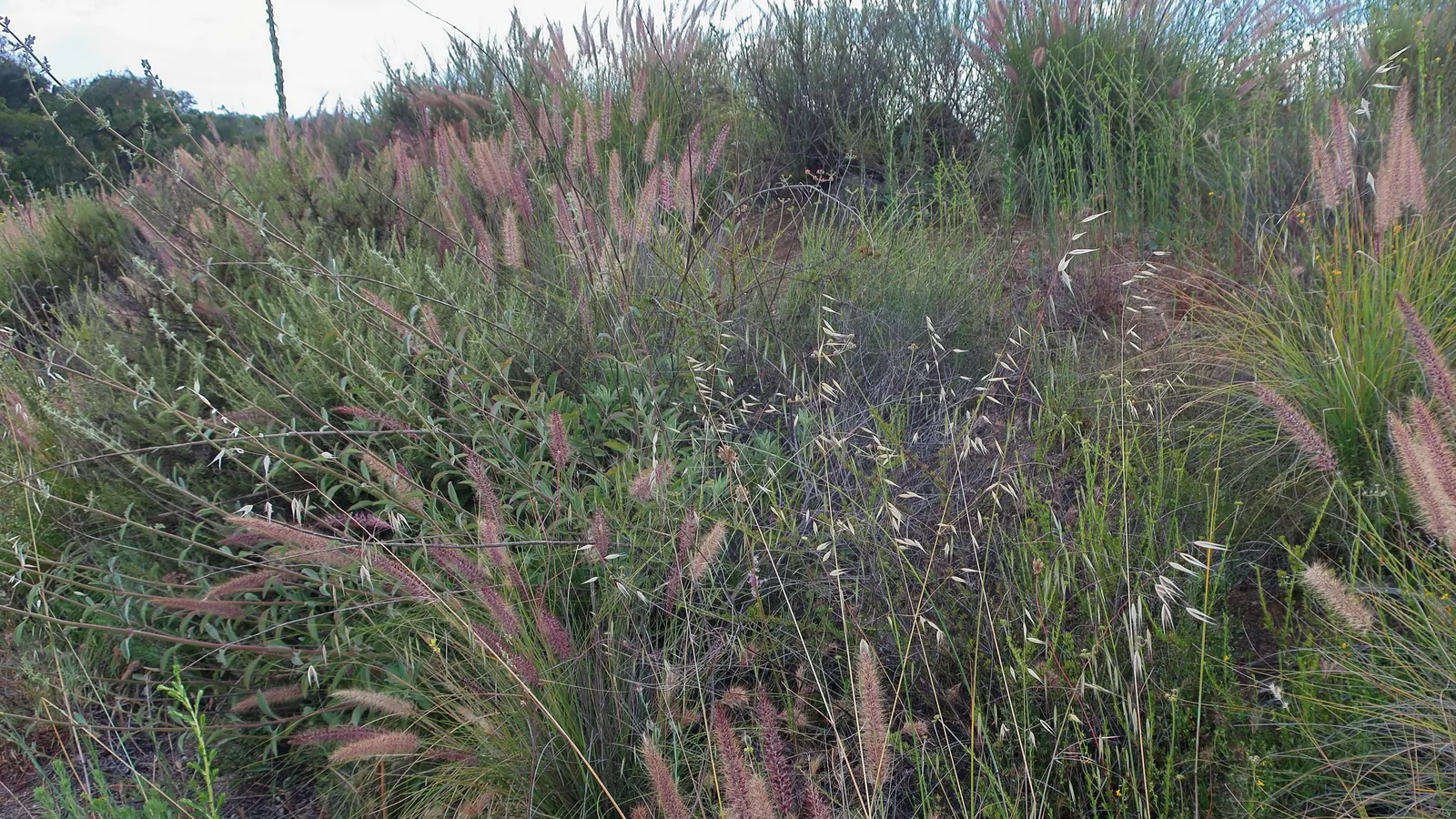 White Sage (Salvia Apiana) — as its leaves have been traditionally used by native peoples in cleansing rituals