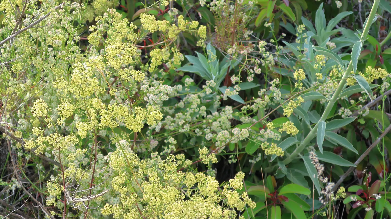 White Sage (Salvia Apiana) — low-maintenance character