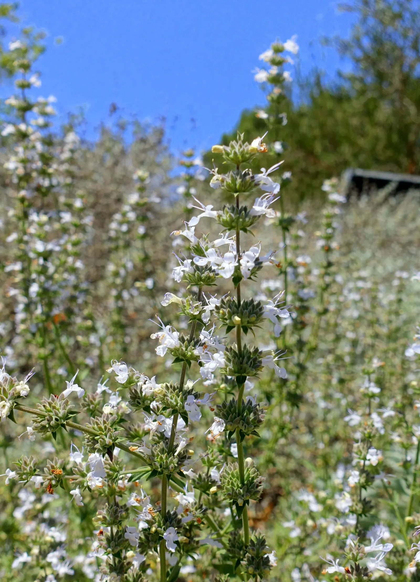 White Sage (Salvia Apiana) — which rise above the foliage on tall inflorescence stalks reaching up to 6 feet in height